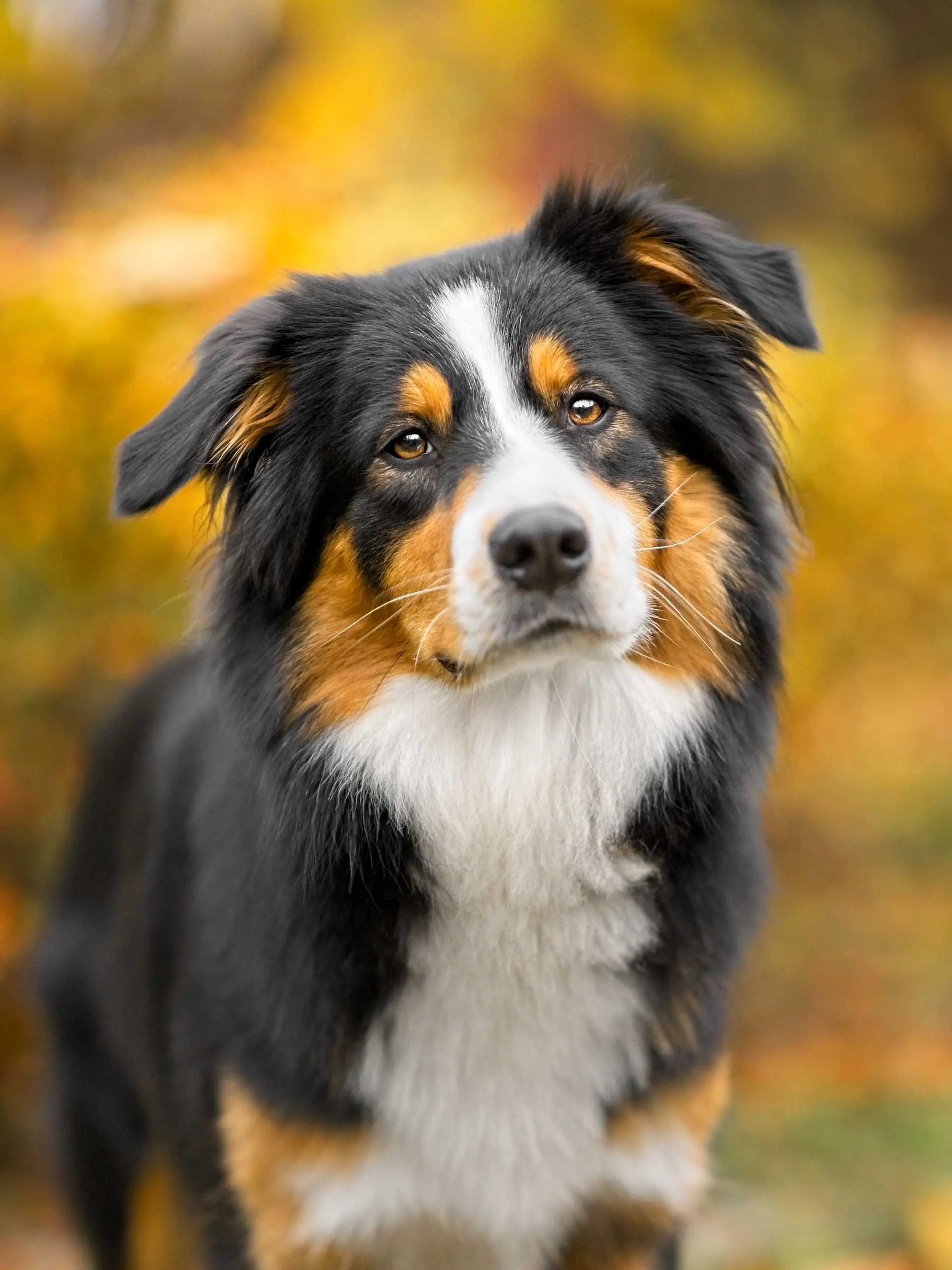 Portrait artistique chien berger australien