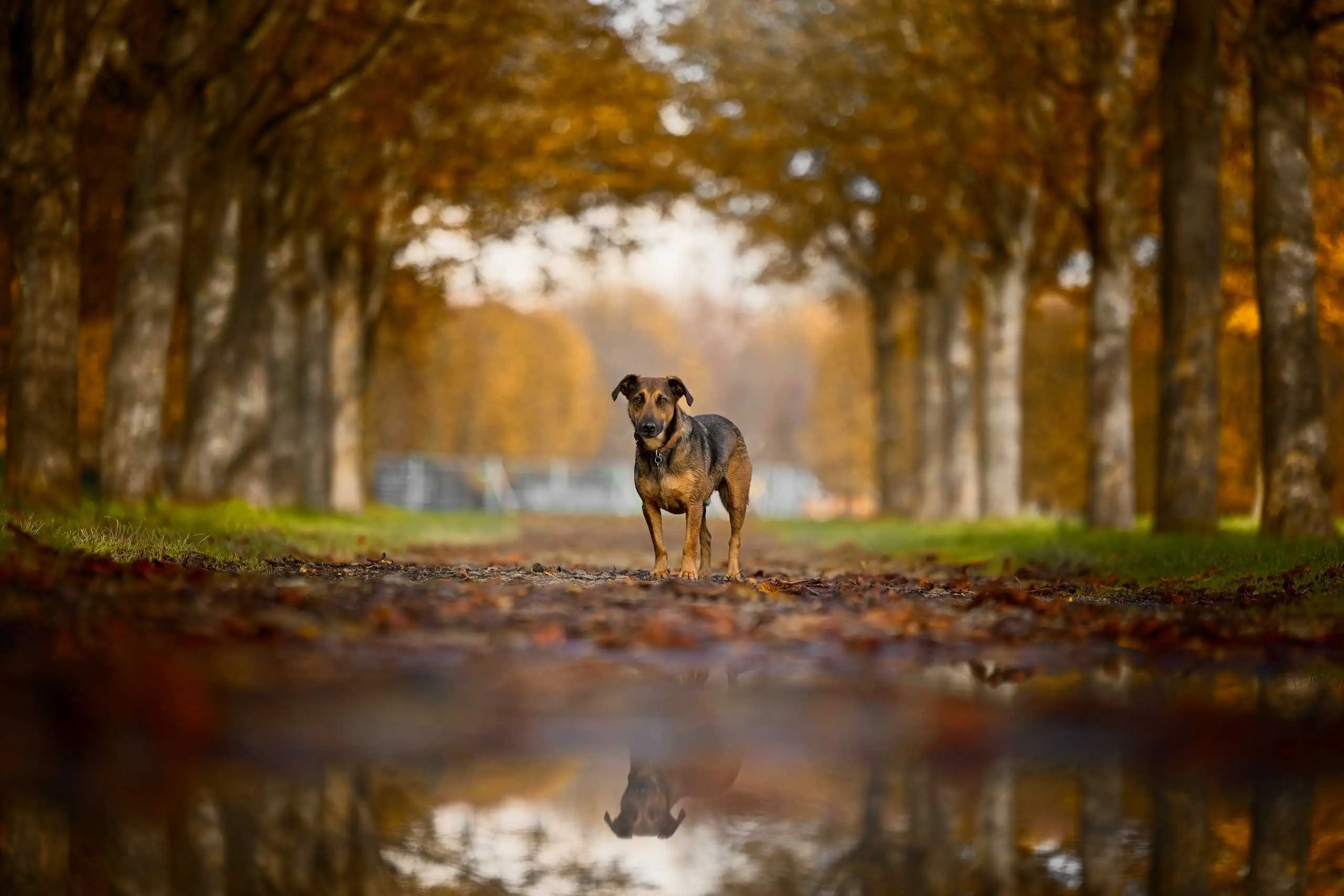 Photo portrait chien artistique reflet eau parc de saint cloud