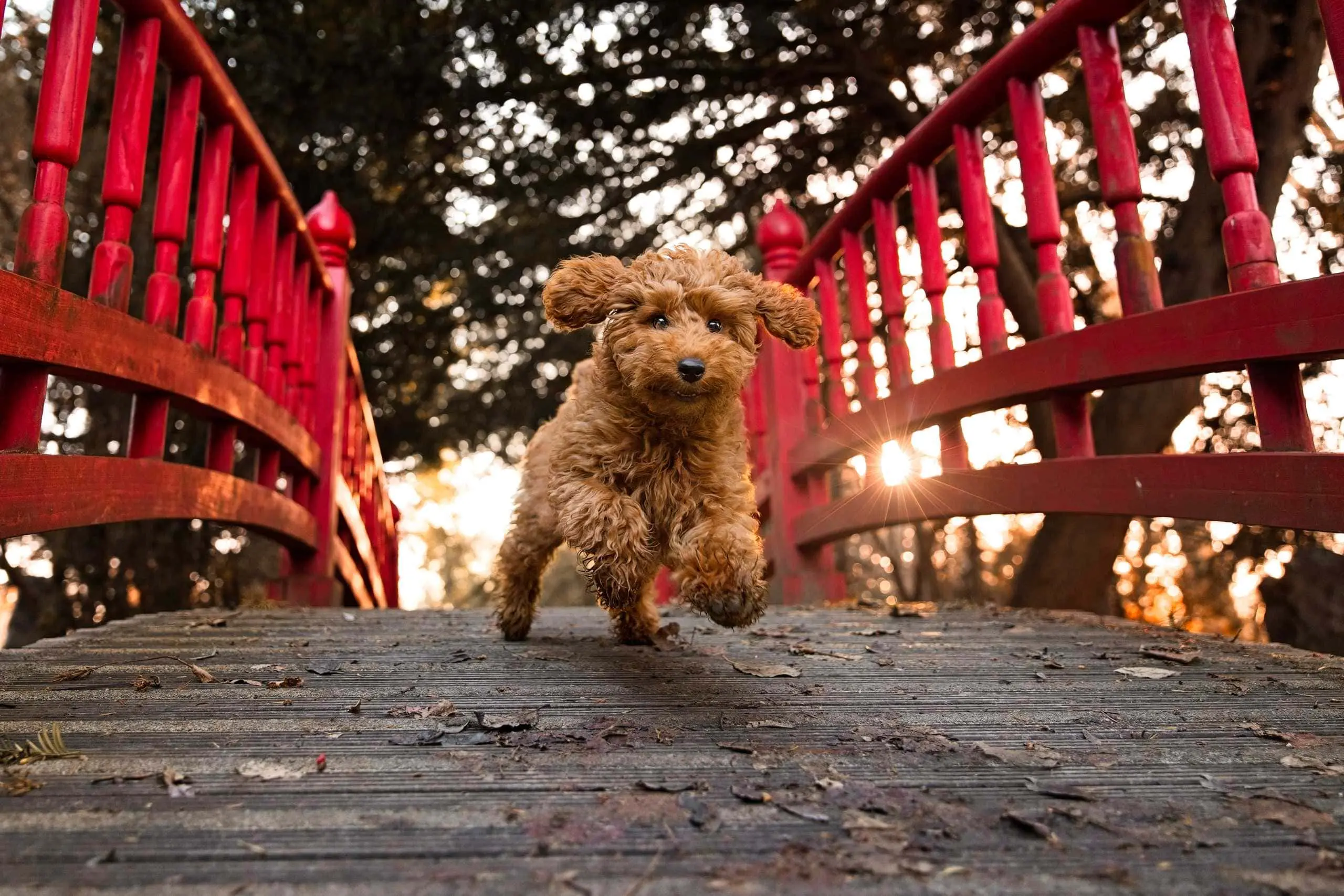 Photo portrait chien artistique caniche action pont rouge