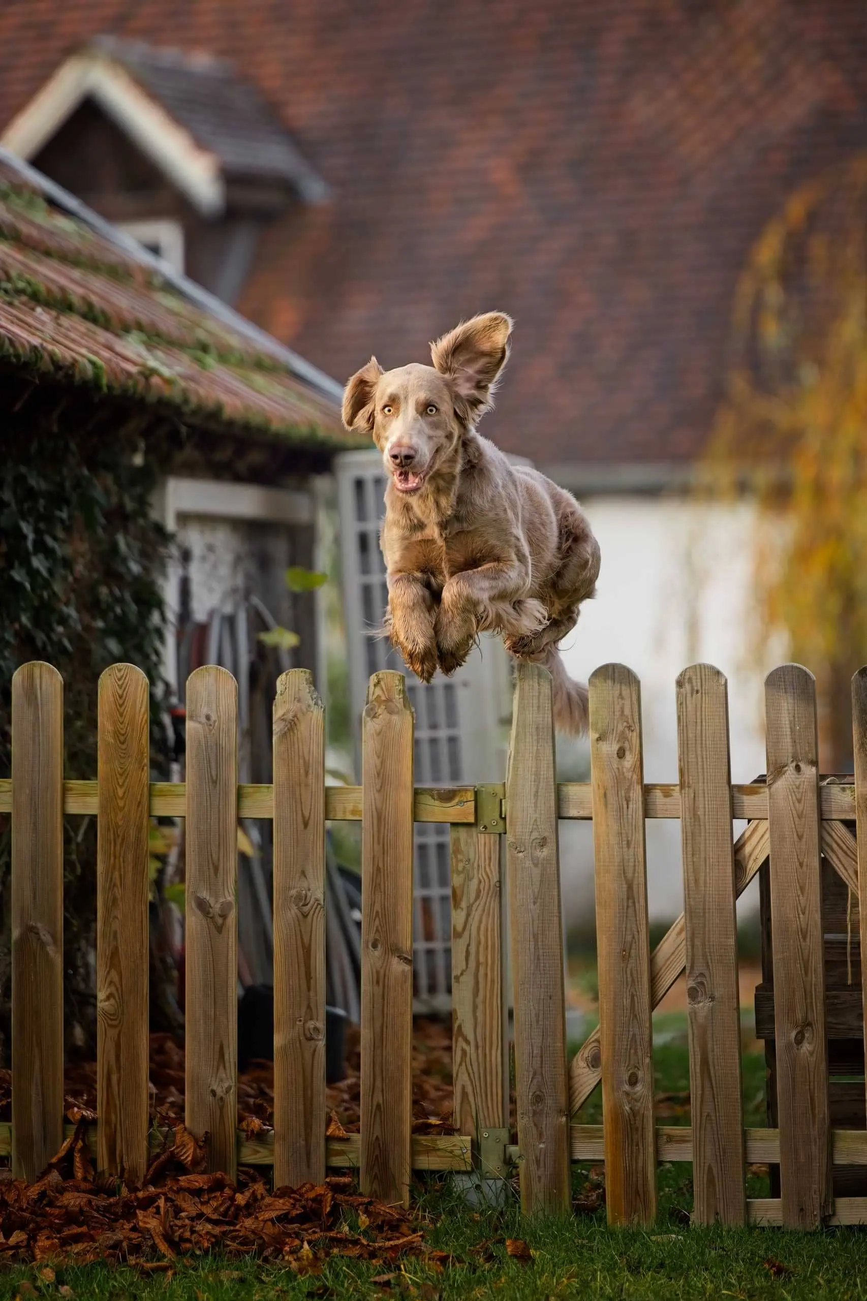 Photo portrait chien artistique braque de weimar saut cloture
