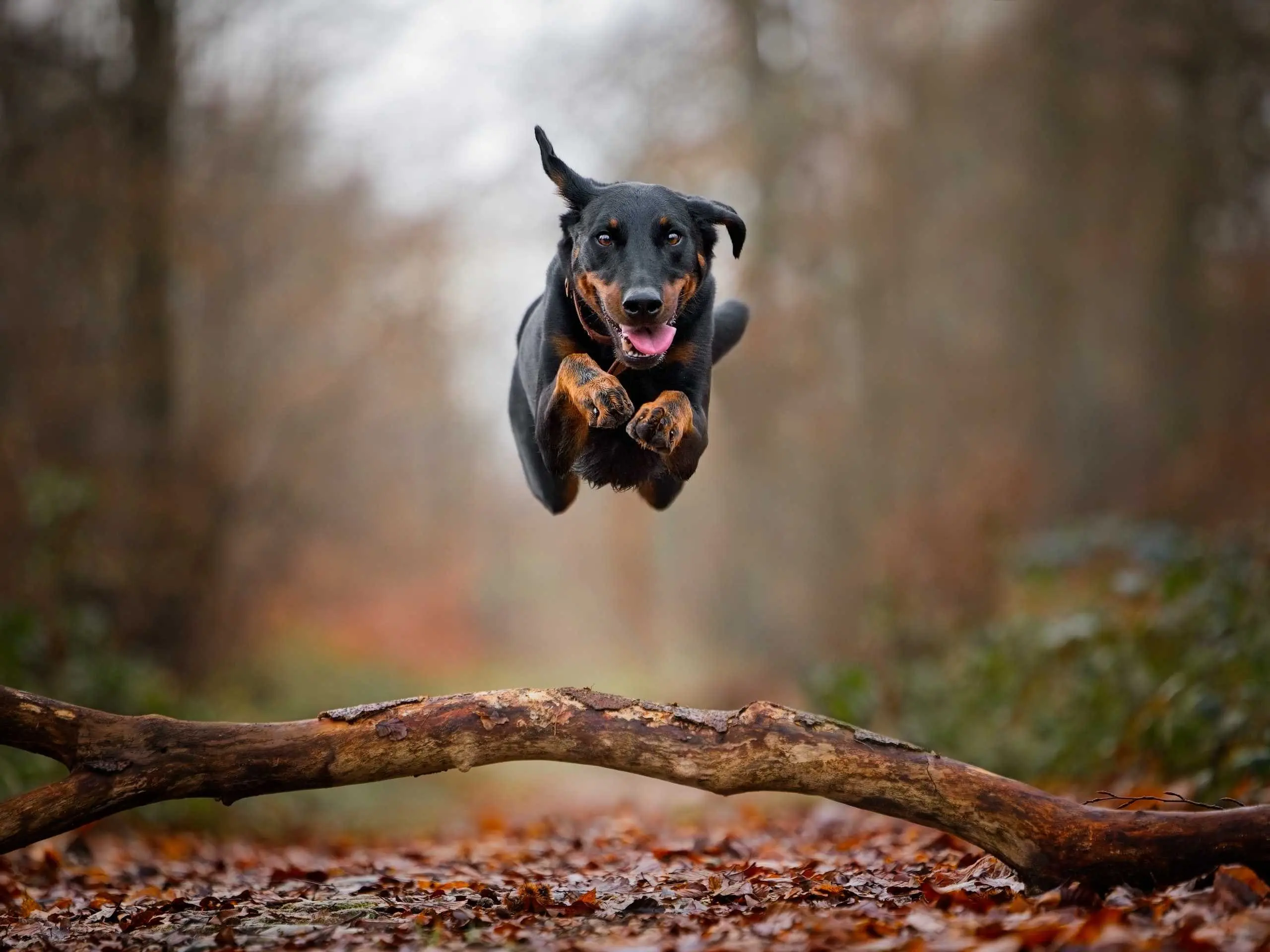 Photo portrait chien artistique beauceron saut foret