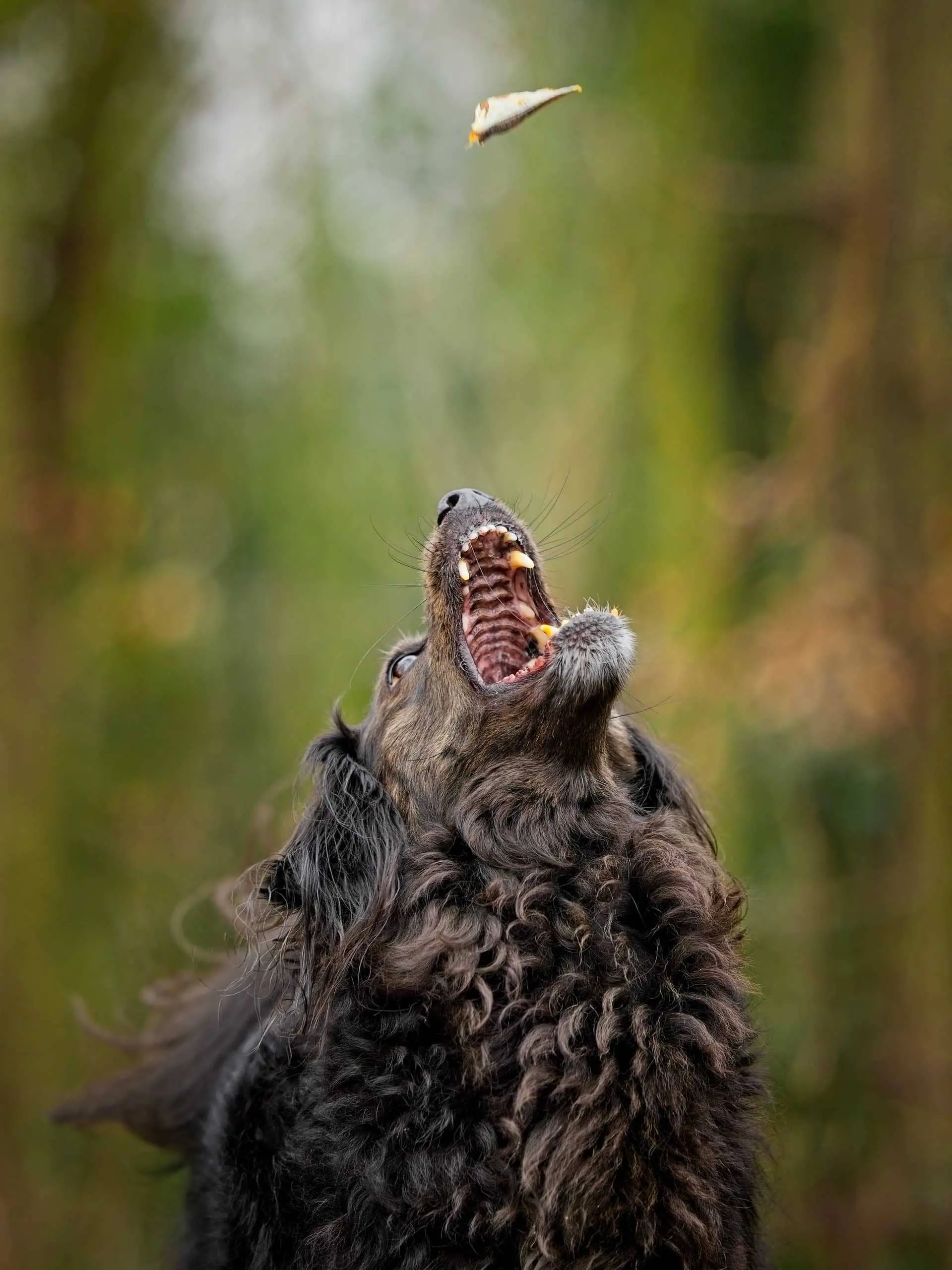 Photo portrait chien artistique attrape friandise
