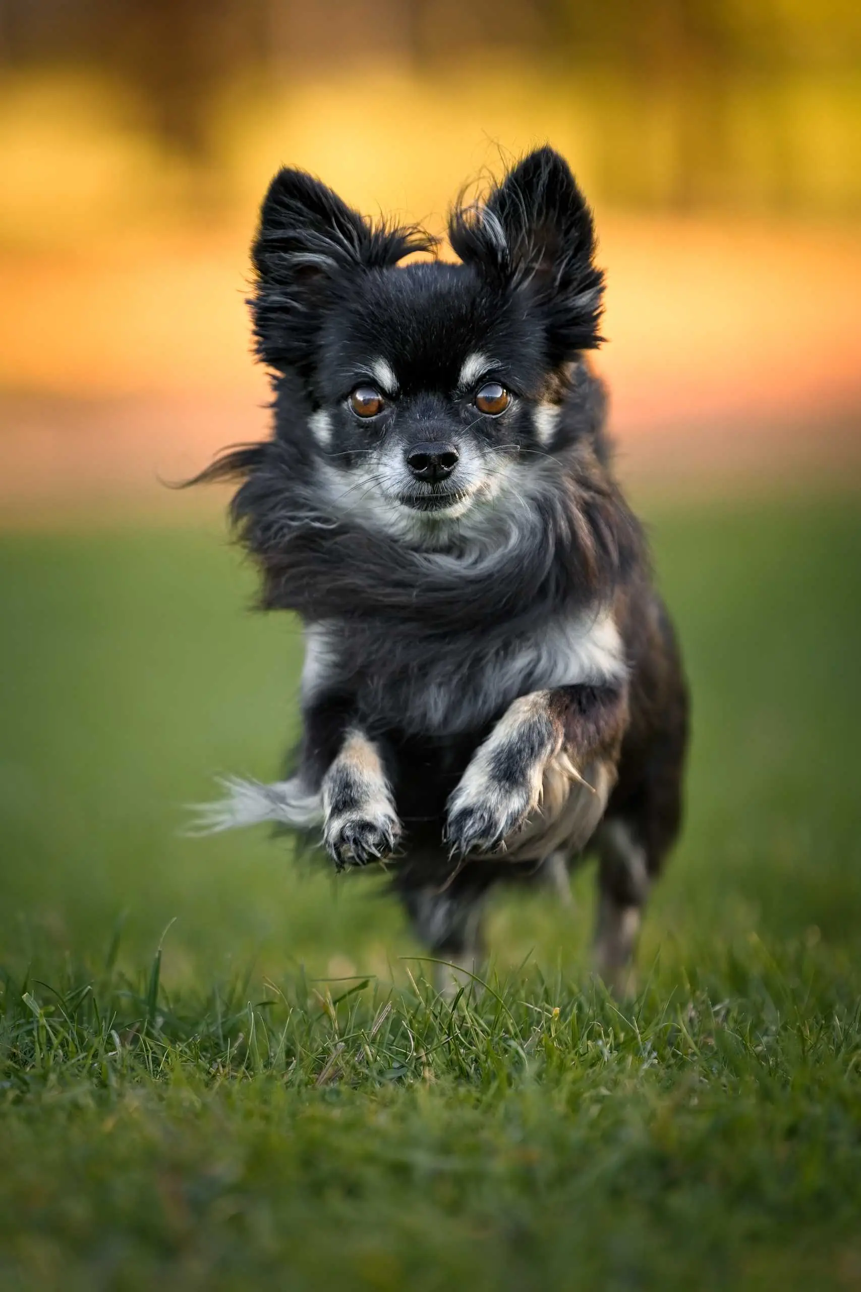 Photo chien chihuahua action court