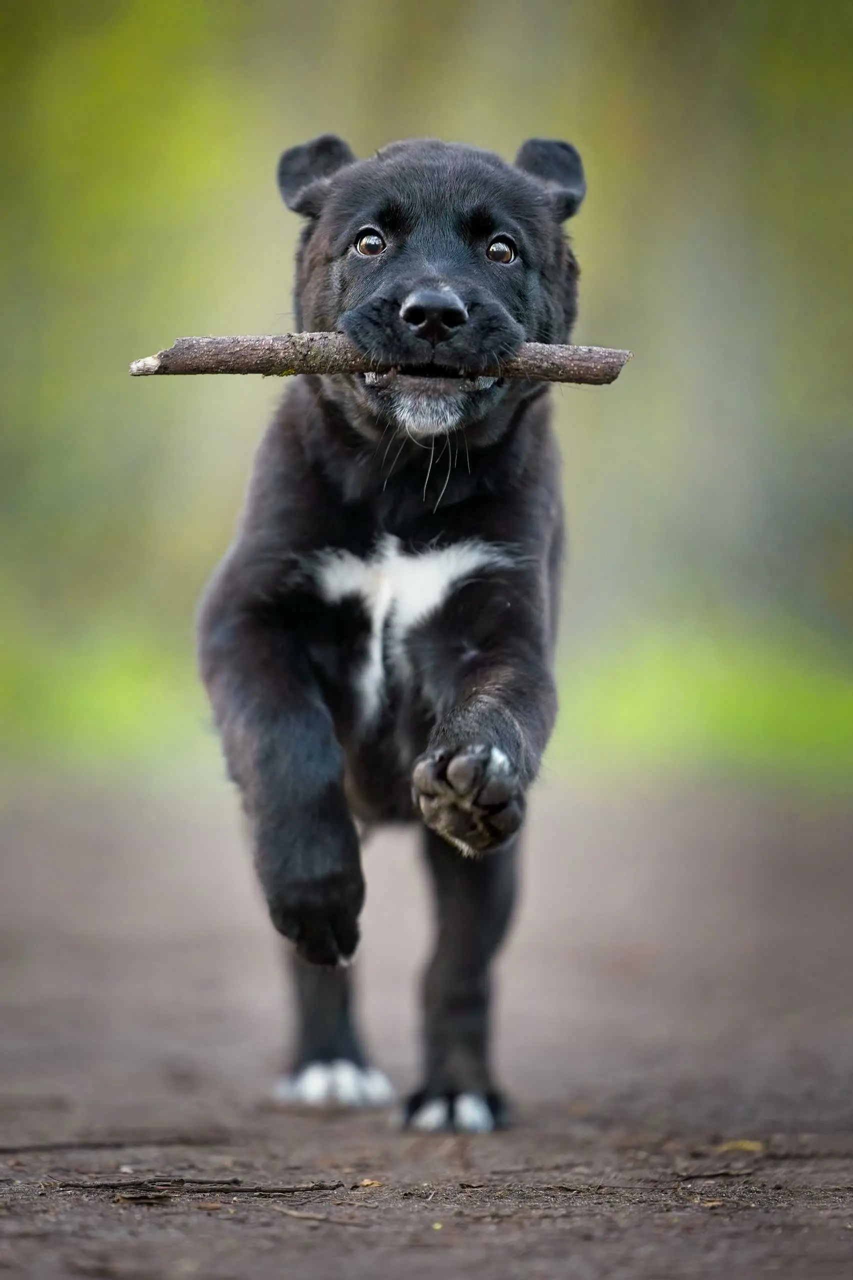 Photo action chiot court baton