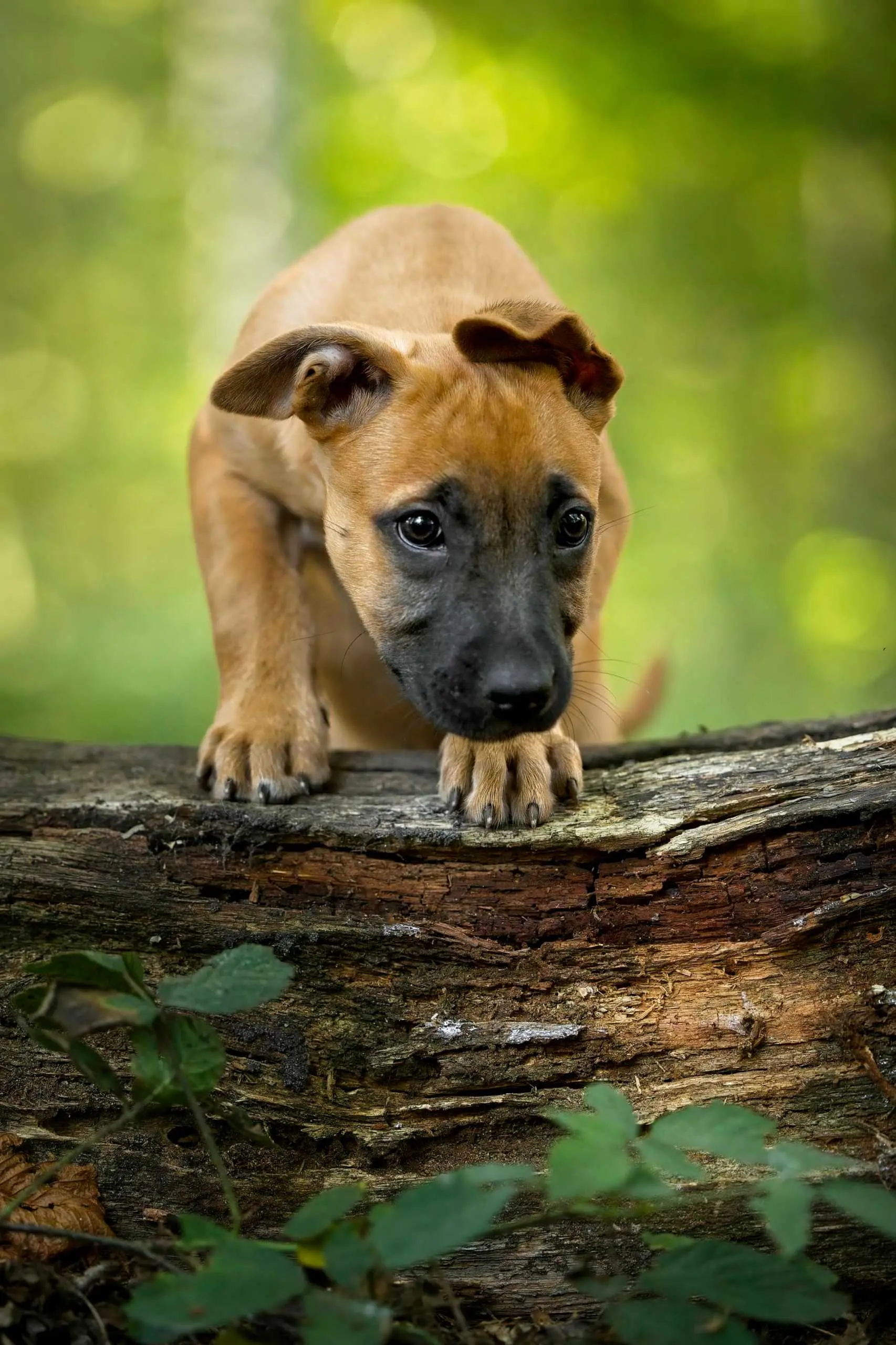 Photo portrait chien artistique chiot tronc d arbre vincennes