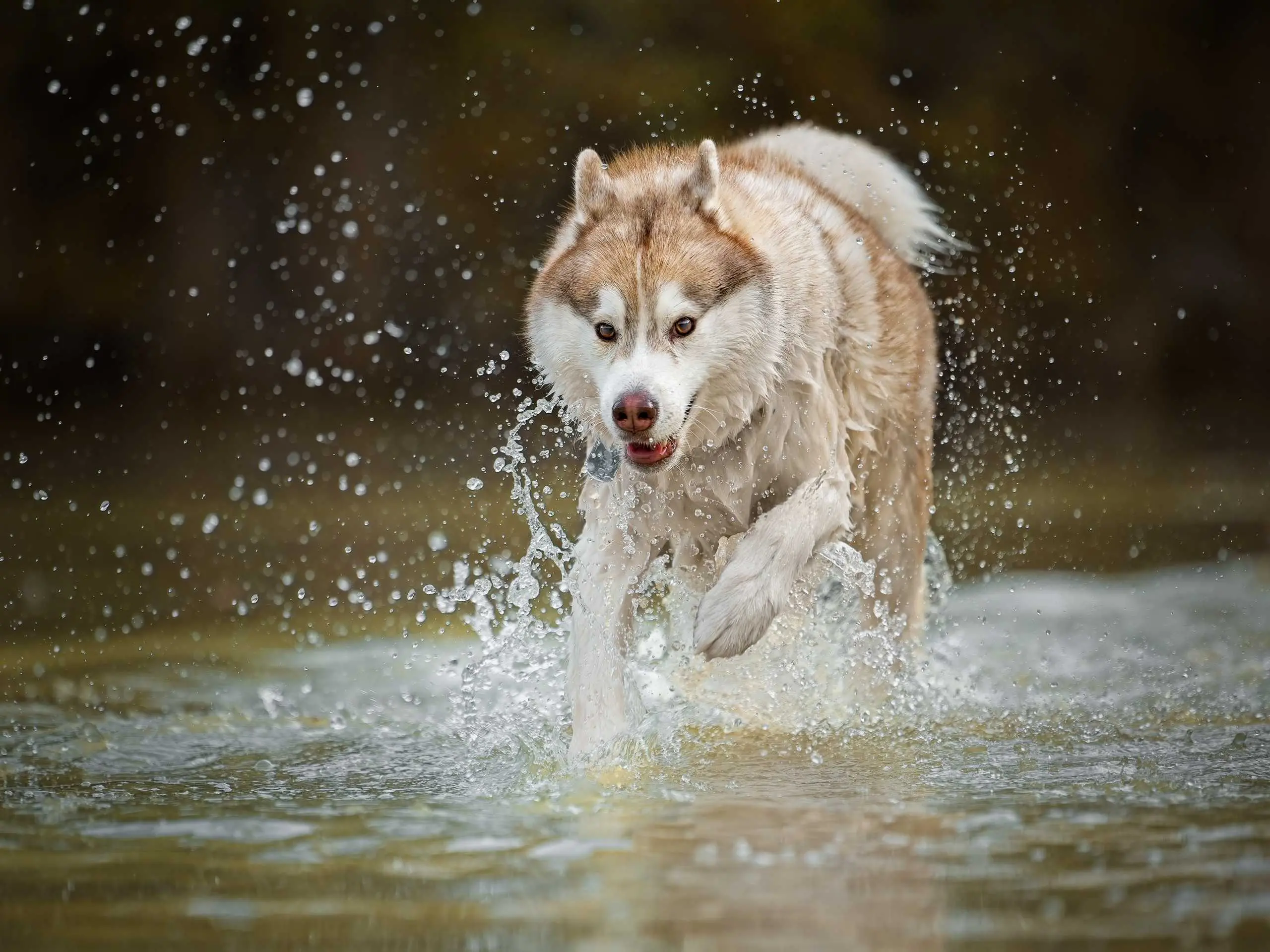 Photo portrait chien artistique husky eau action