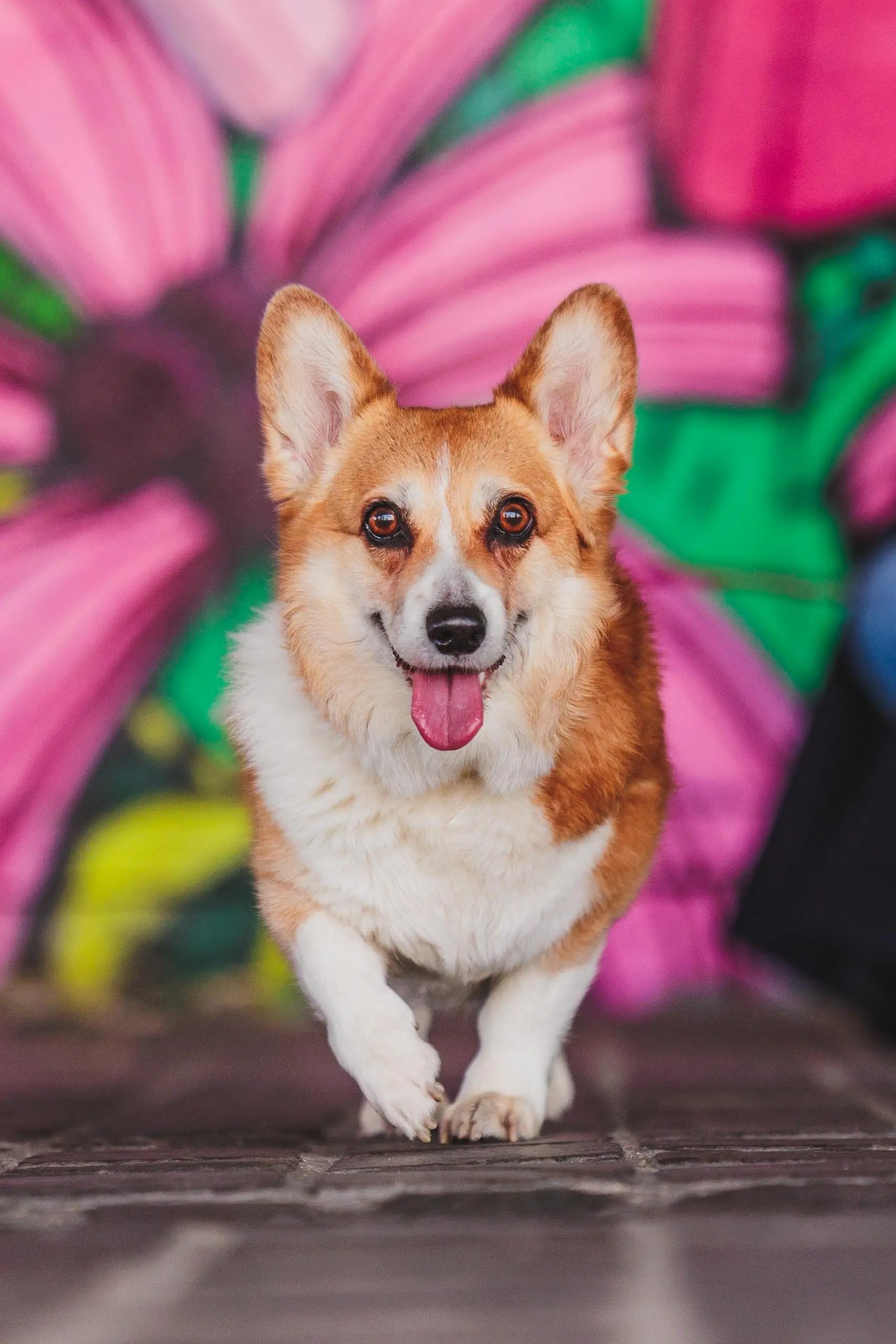 Photo couleur portrait chien corgi paris