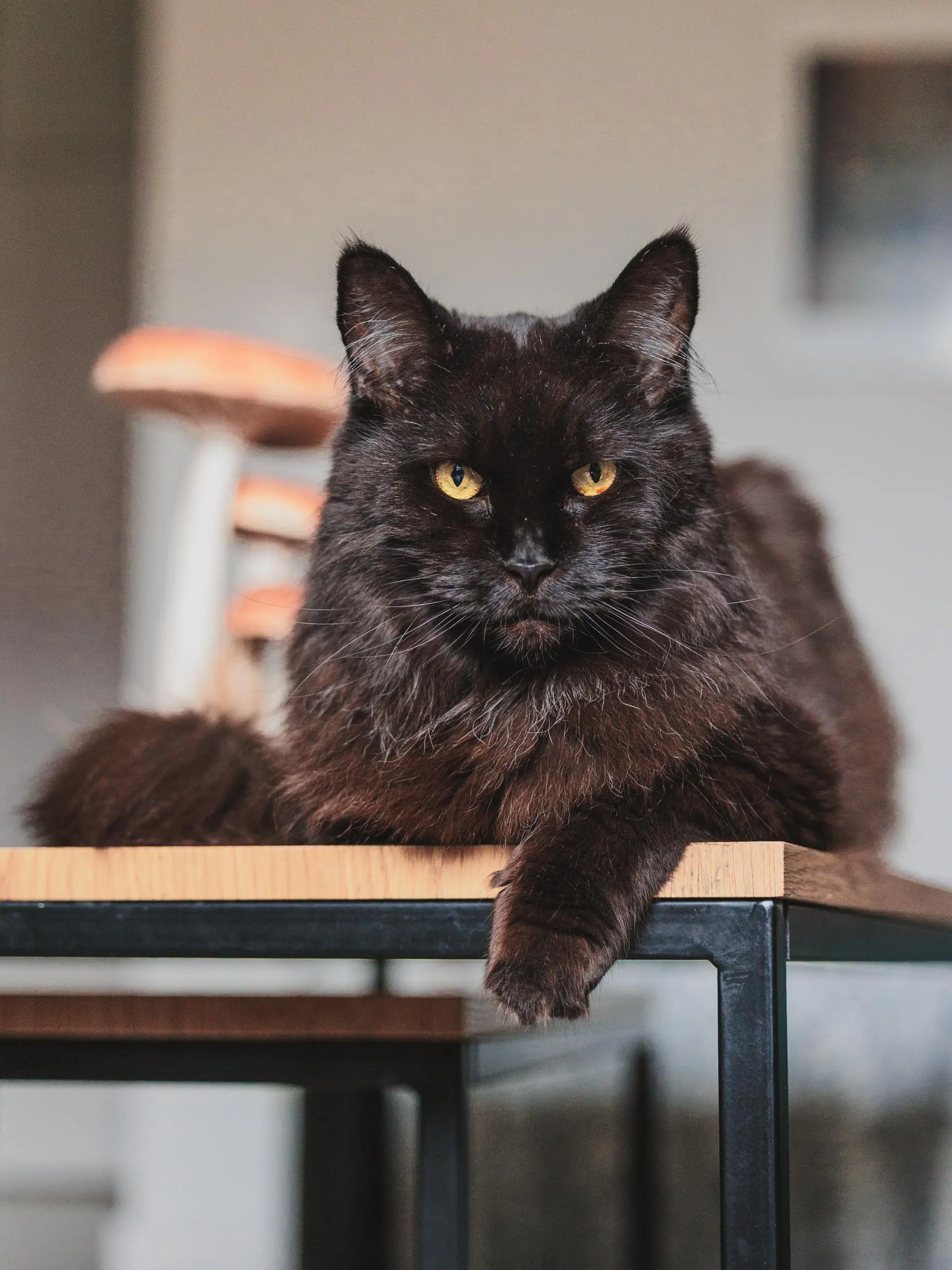 Photo couleur portrait chat maine coon salon