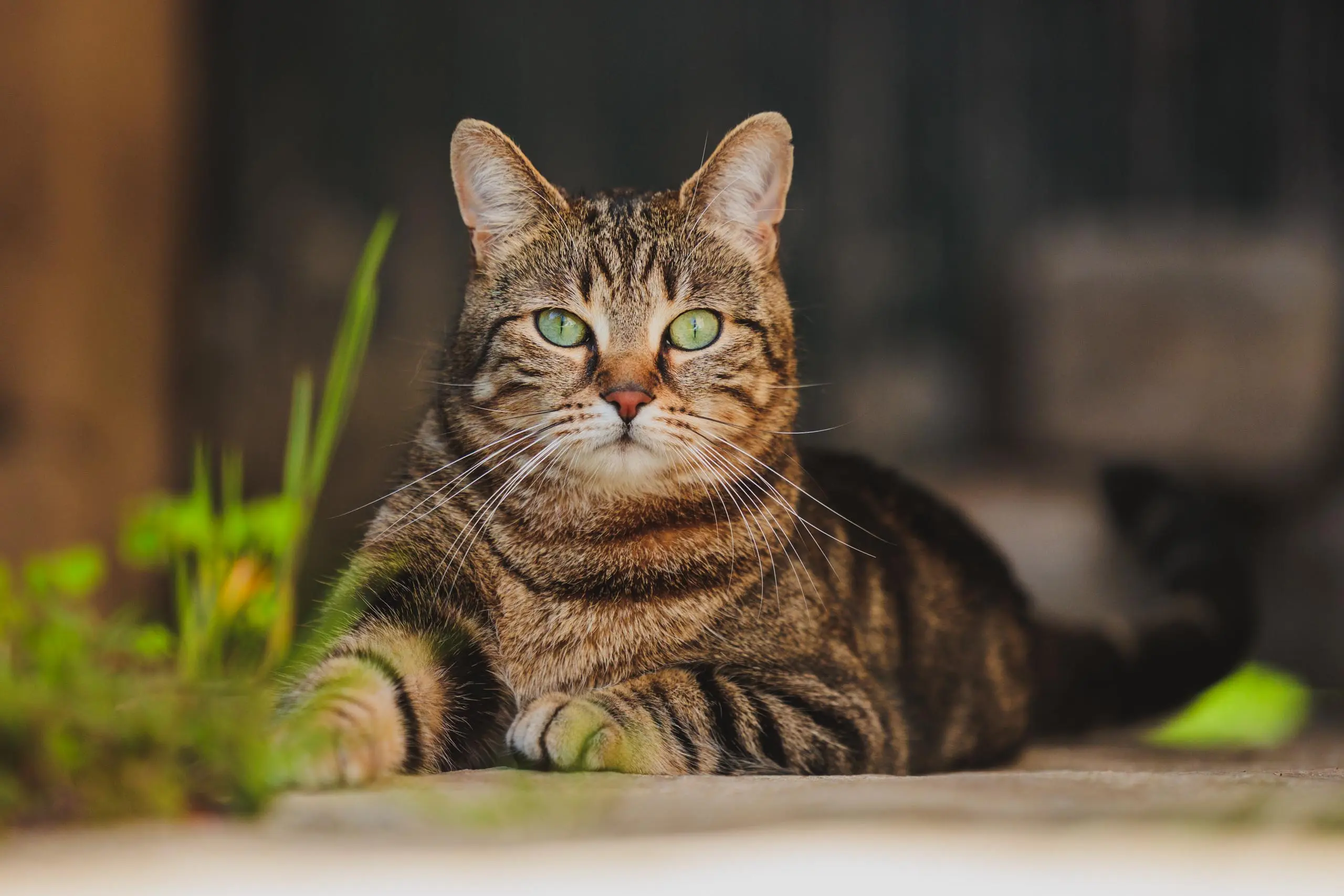 Photo couleur portrait chat exterieur jardin a domicile