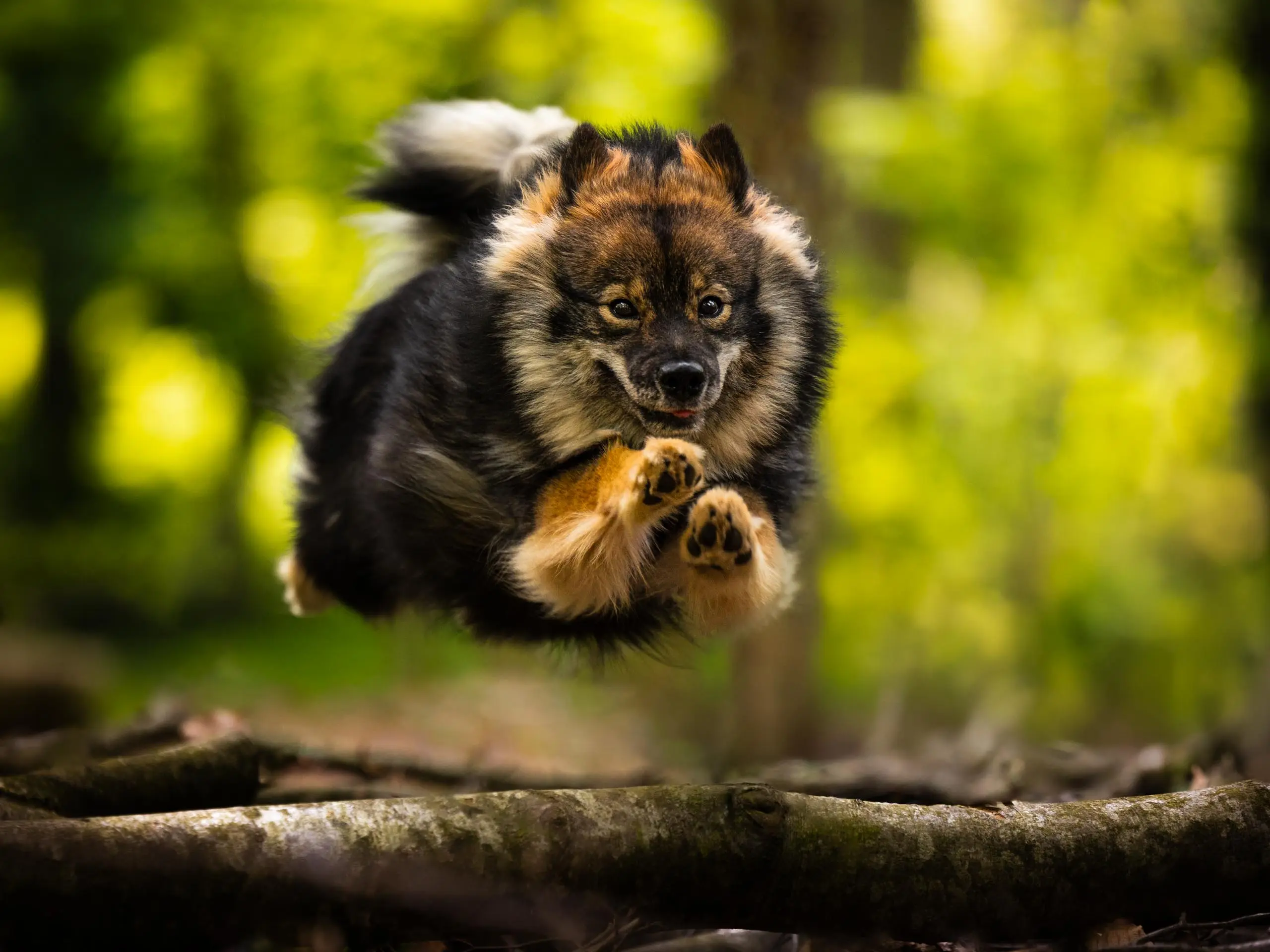 Photo artistique portrait chien finnois de laponie saut bois de vincennes