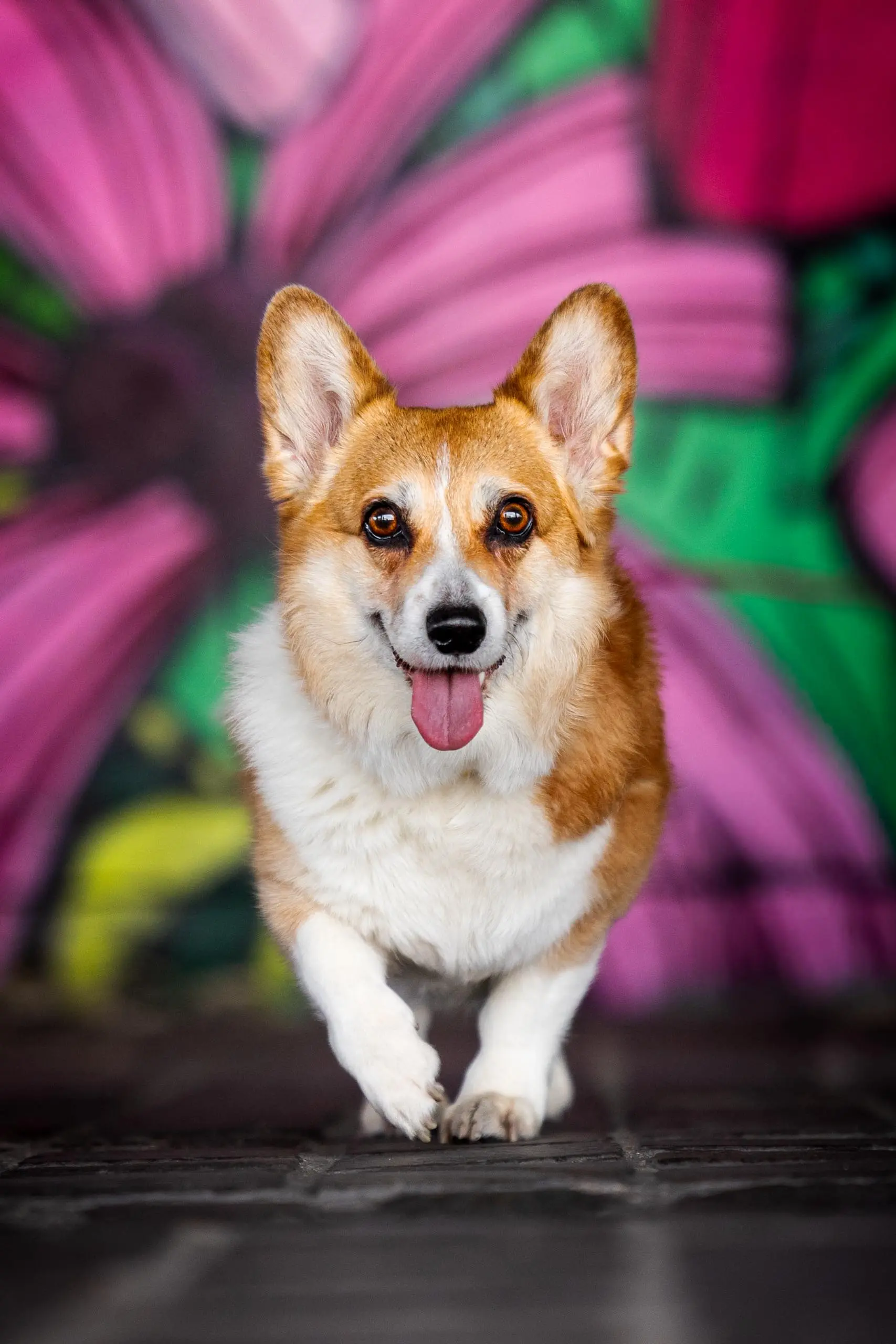 Photo artistique portrait chien corgi paris