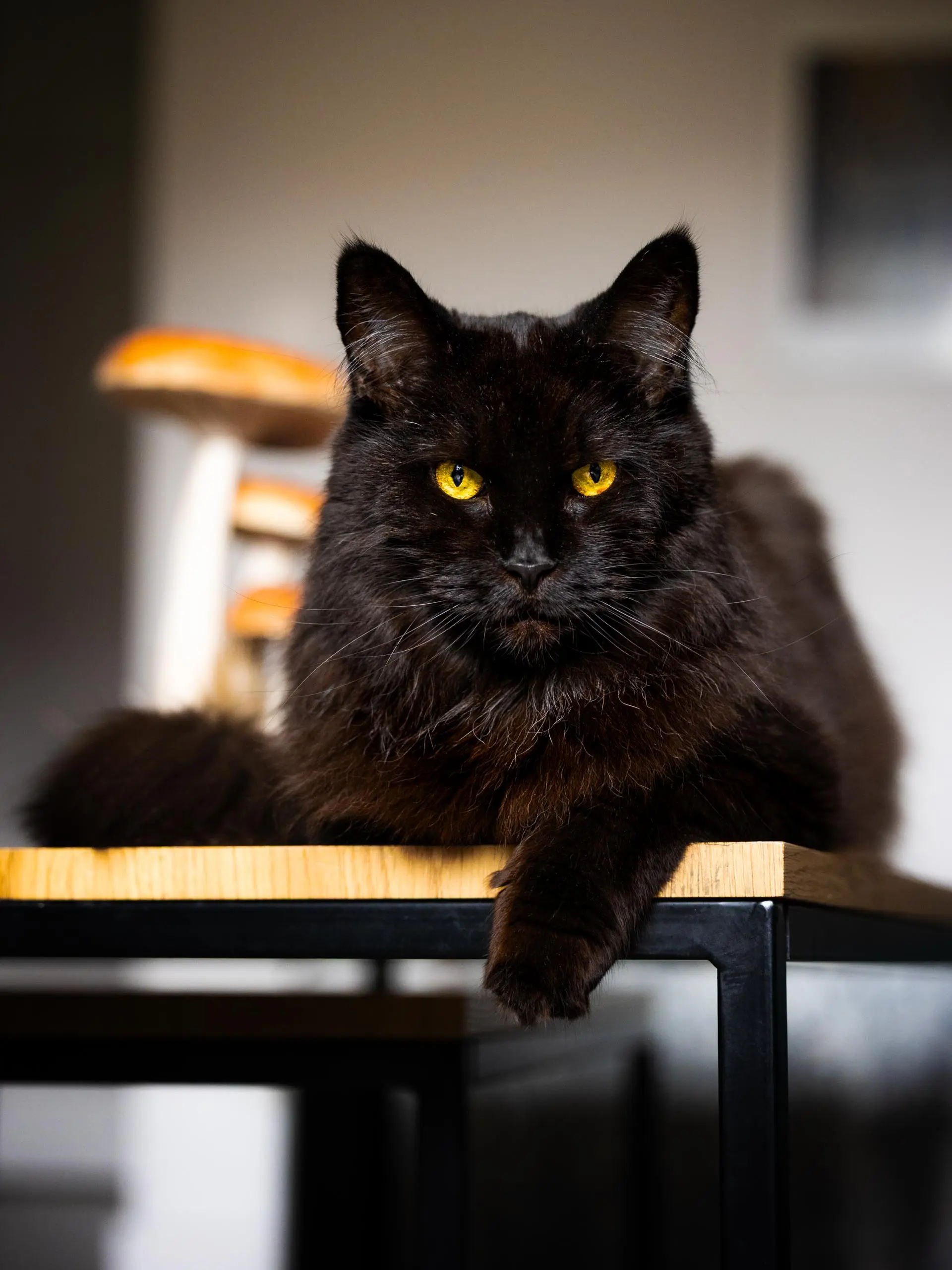 Photo artistique portrait chat maine coon salon