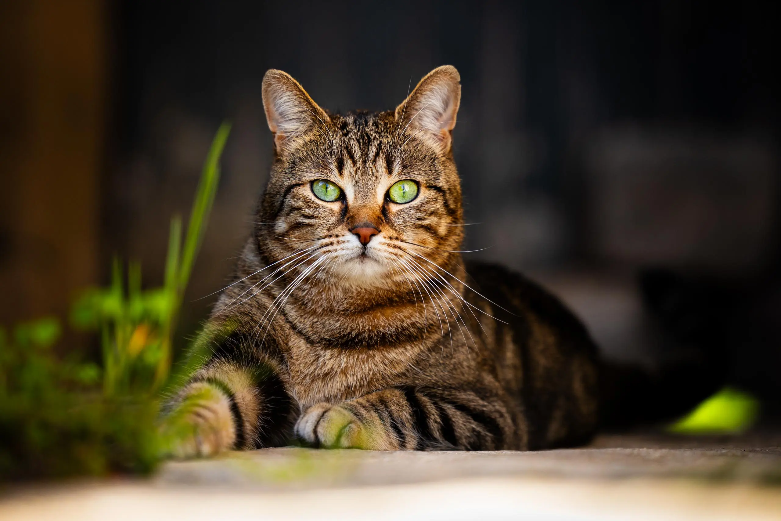 Photo artistique portrait chat exterieur jardin a domicile