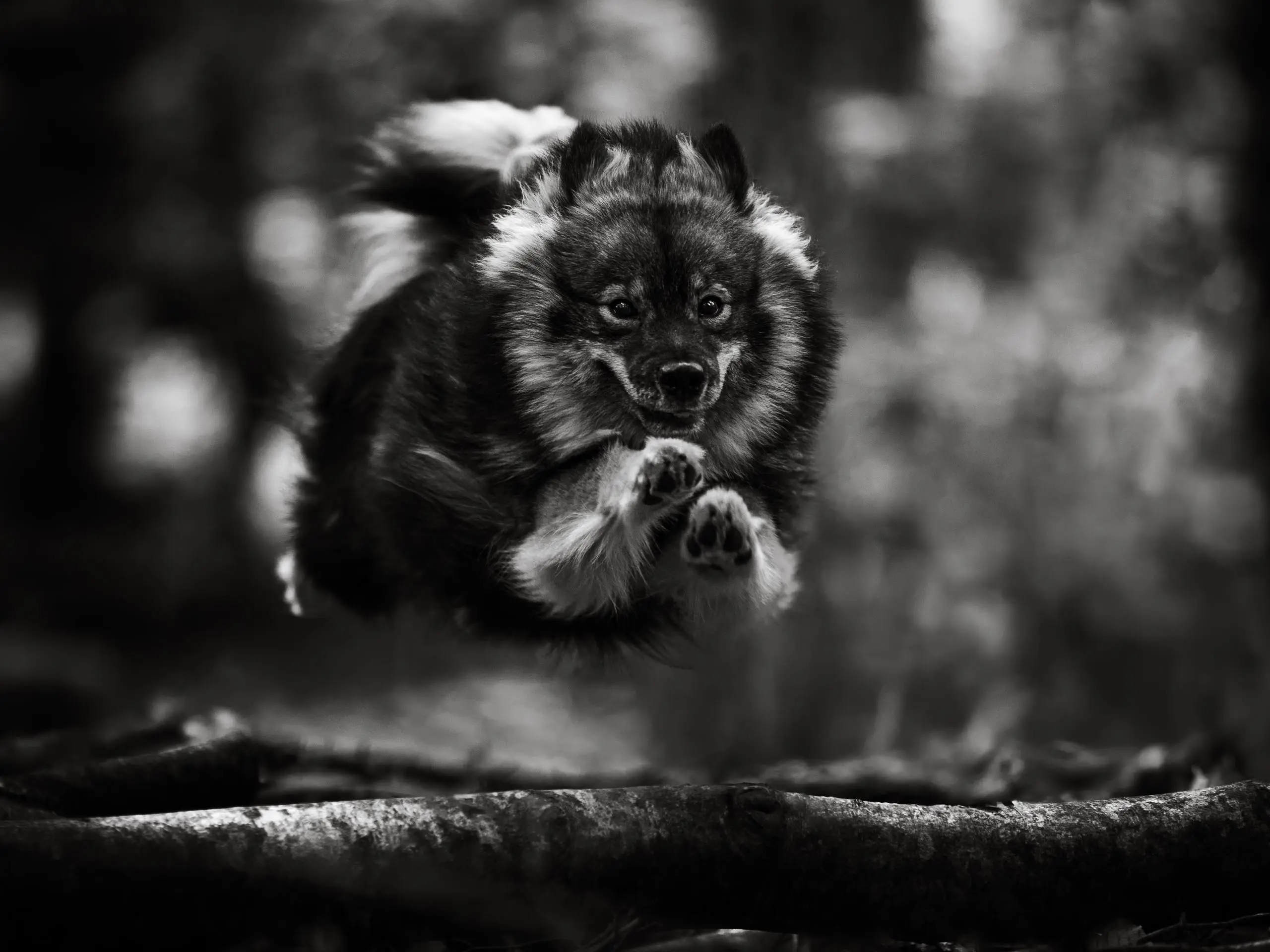 Photo noir et blanc portrait chien finnois de laponie saut bois de vincennes