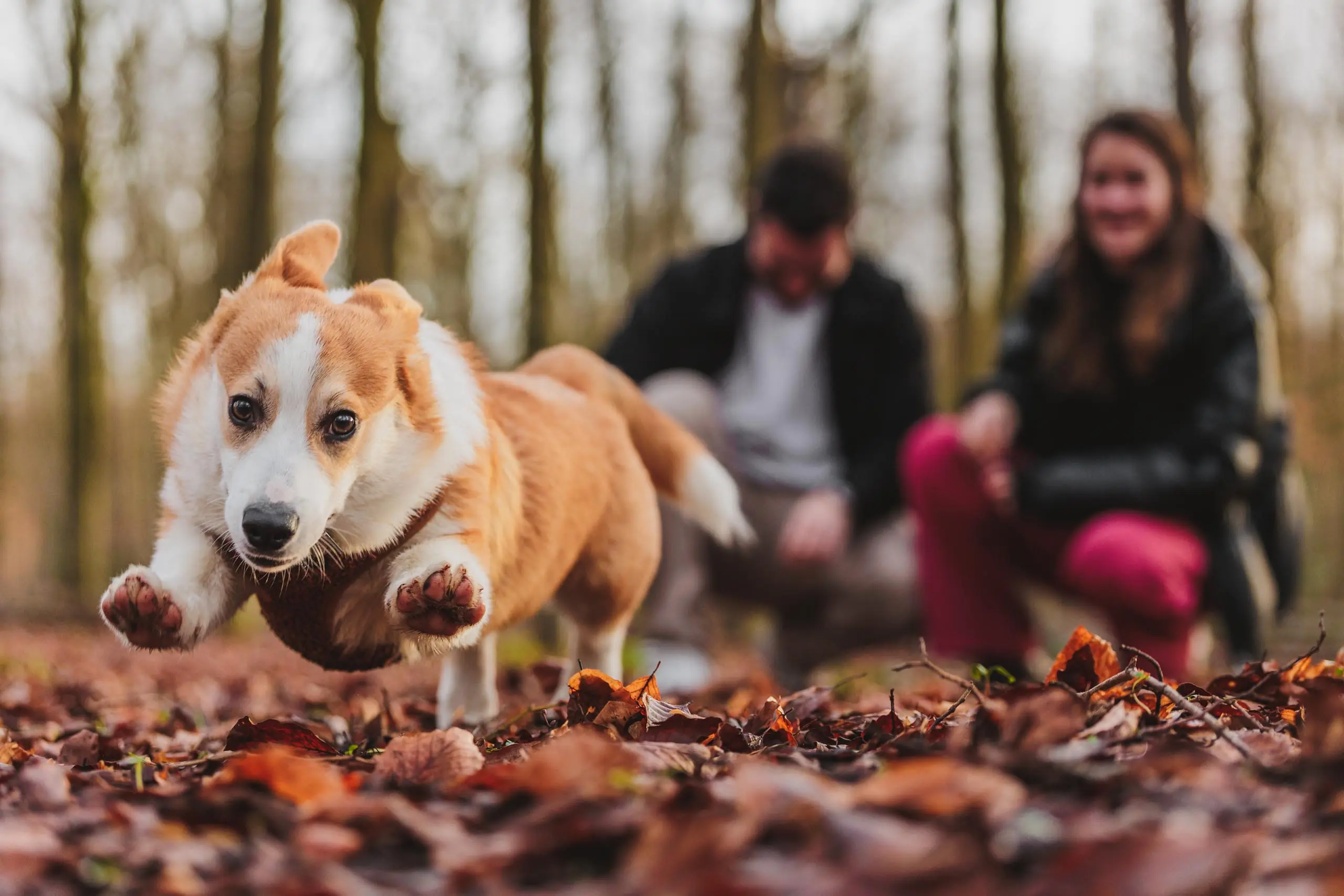 Photo-portrait-famille-chien-corgi