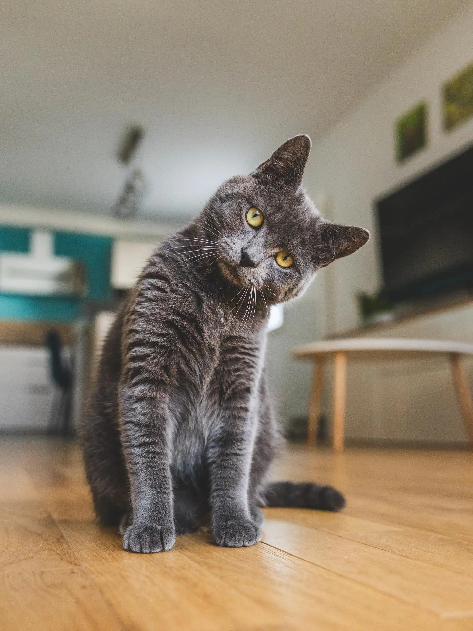 Photo chat portrait tete penchee