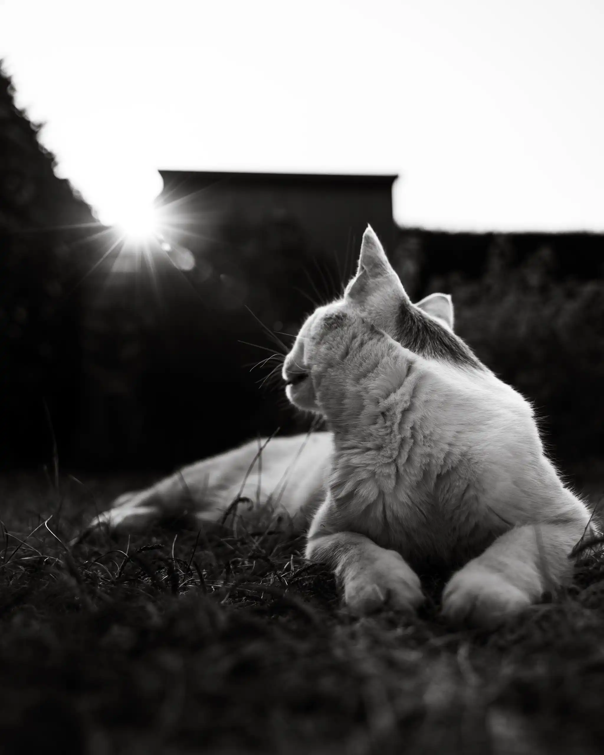 Photo chat portrait soleil noir blanc