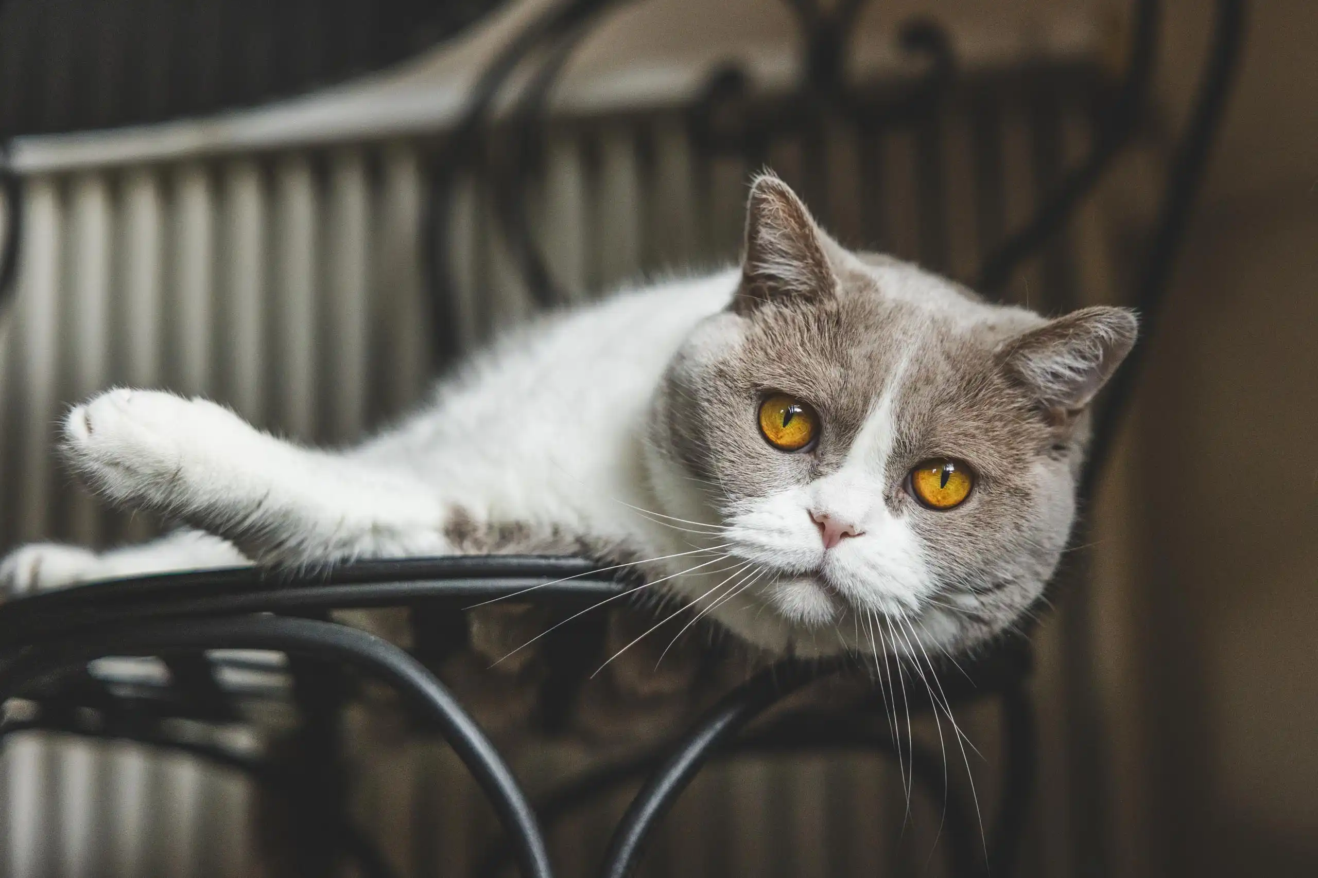 Photo-chat-portrait-pose-regard-chaise