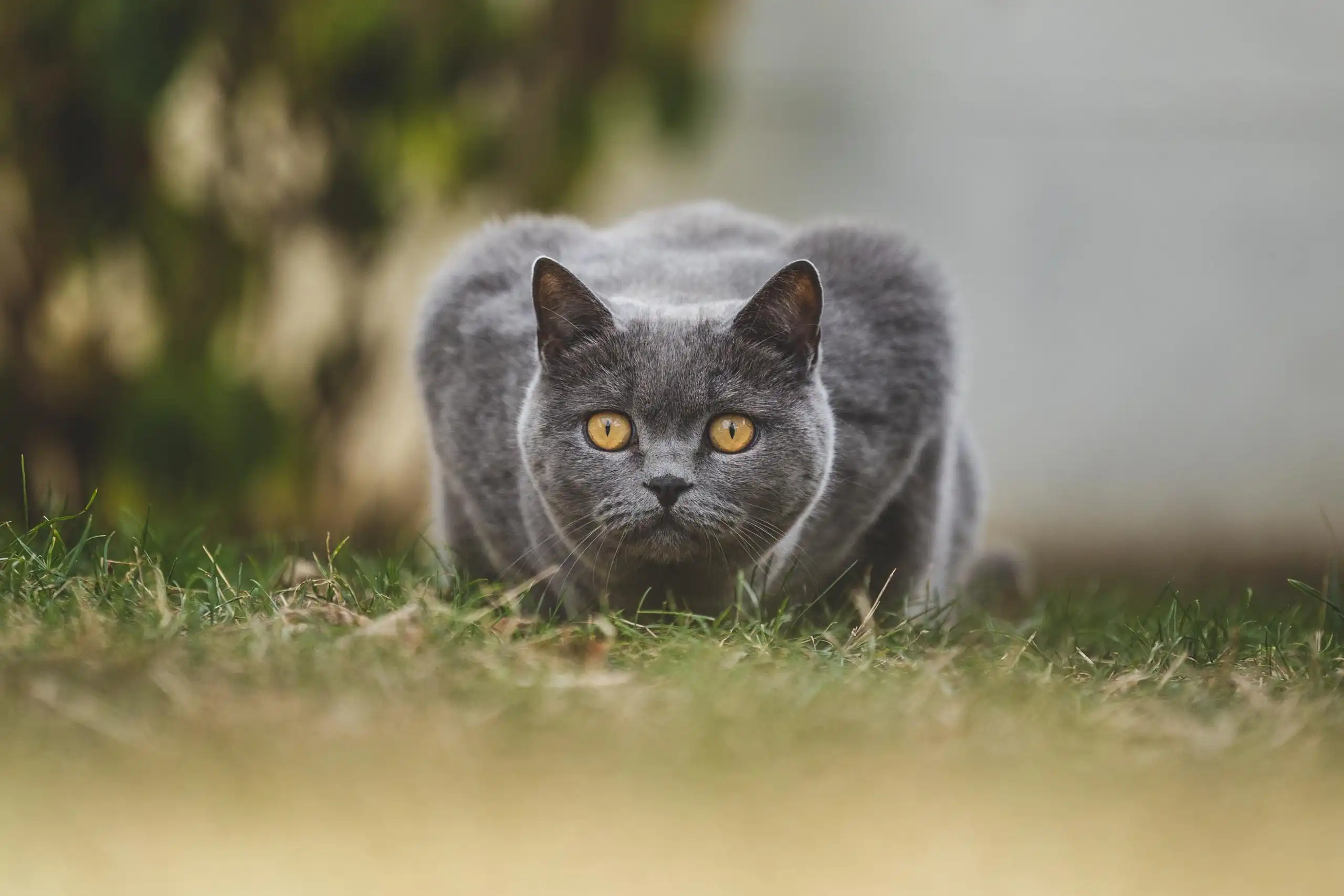 Photo chat portrait gris yeux jaunes chasse