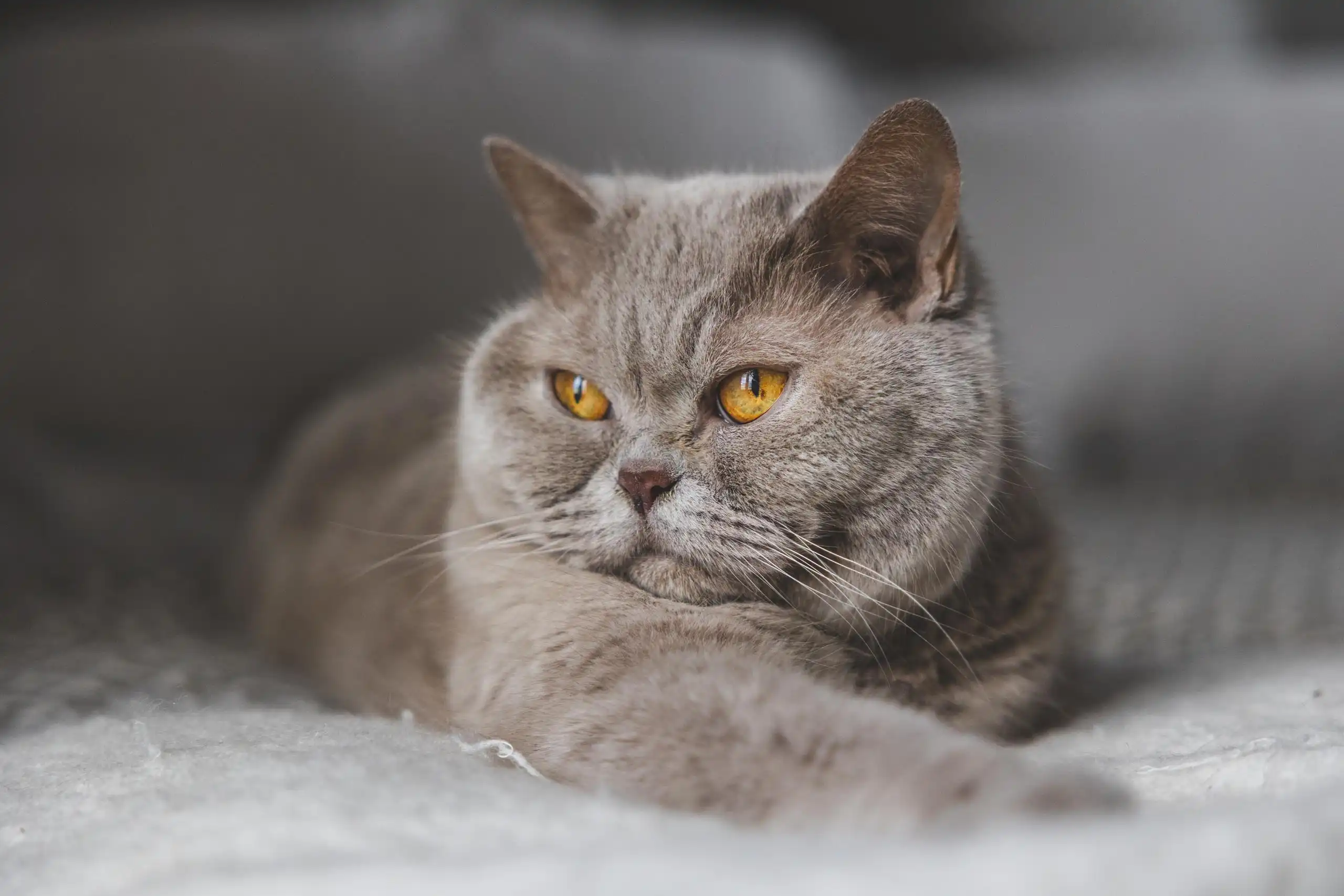 Photo chat portrait gris sieste lit