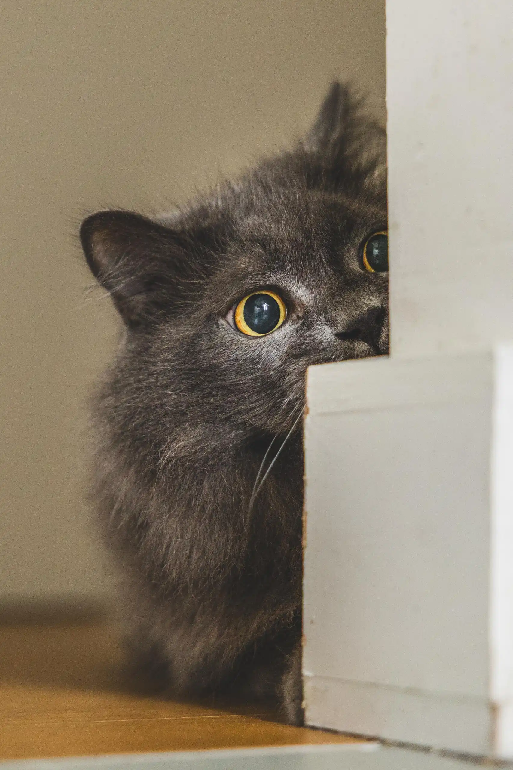 Photo chat portrait gris jeu cache