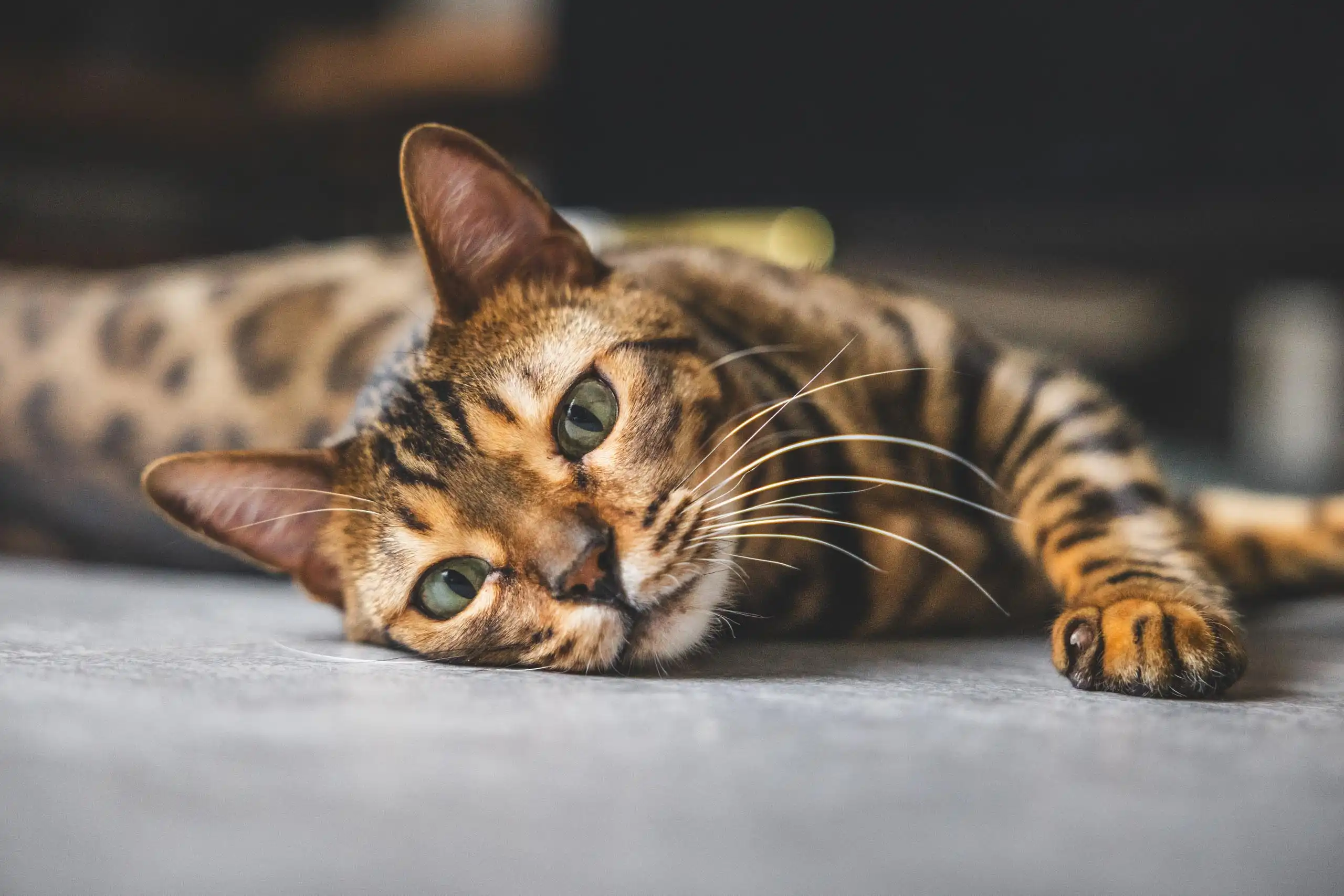 Photo chat portrait bengal