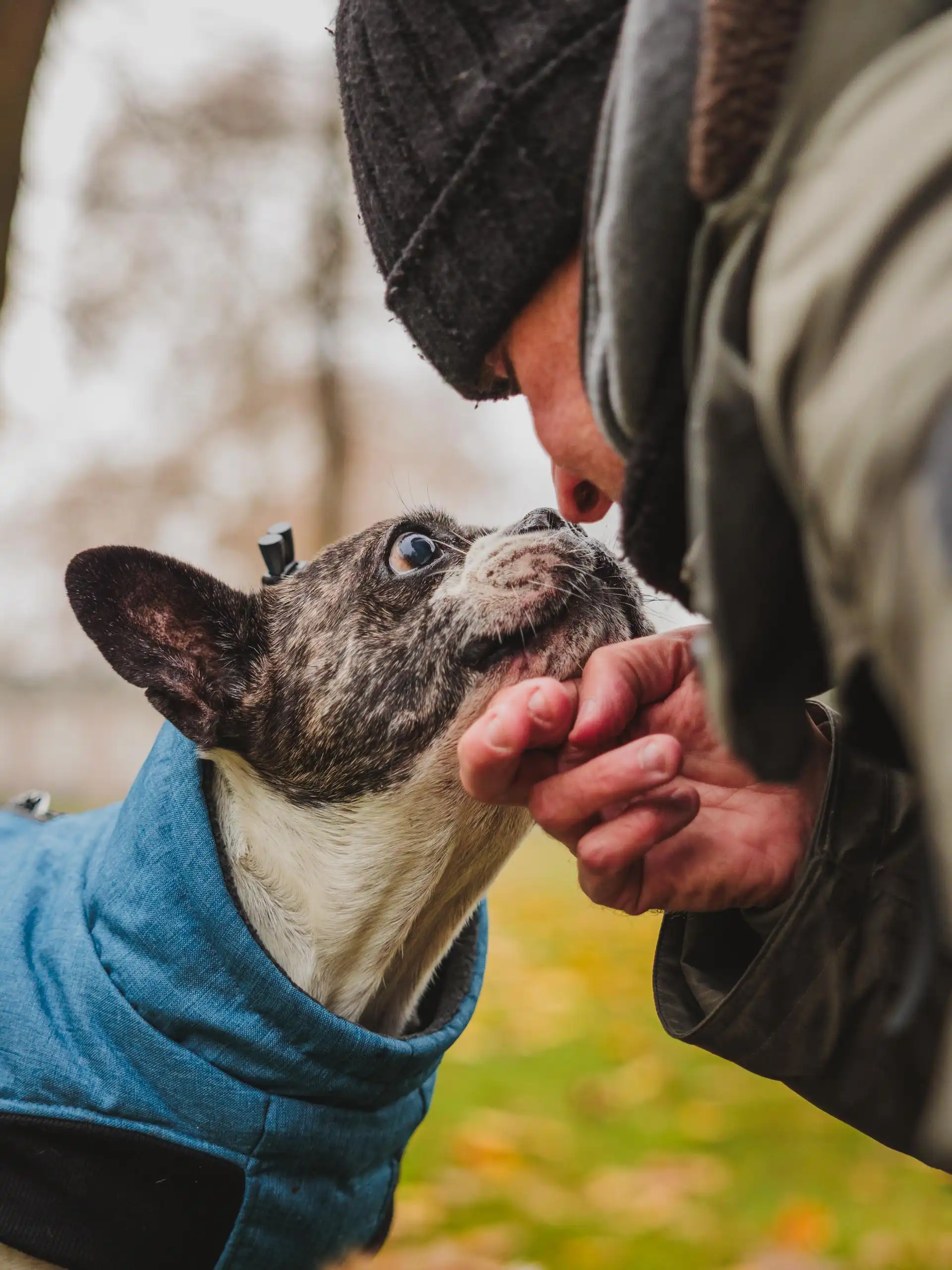 Photo portrait chien humain bouledogue francais truffe
