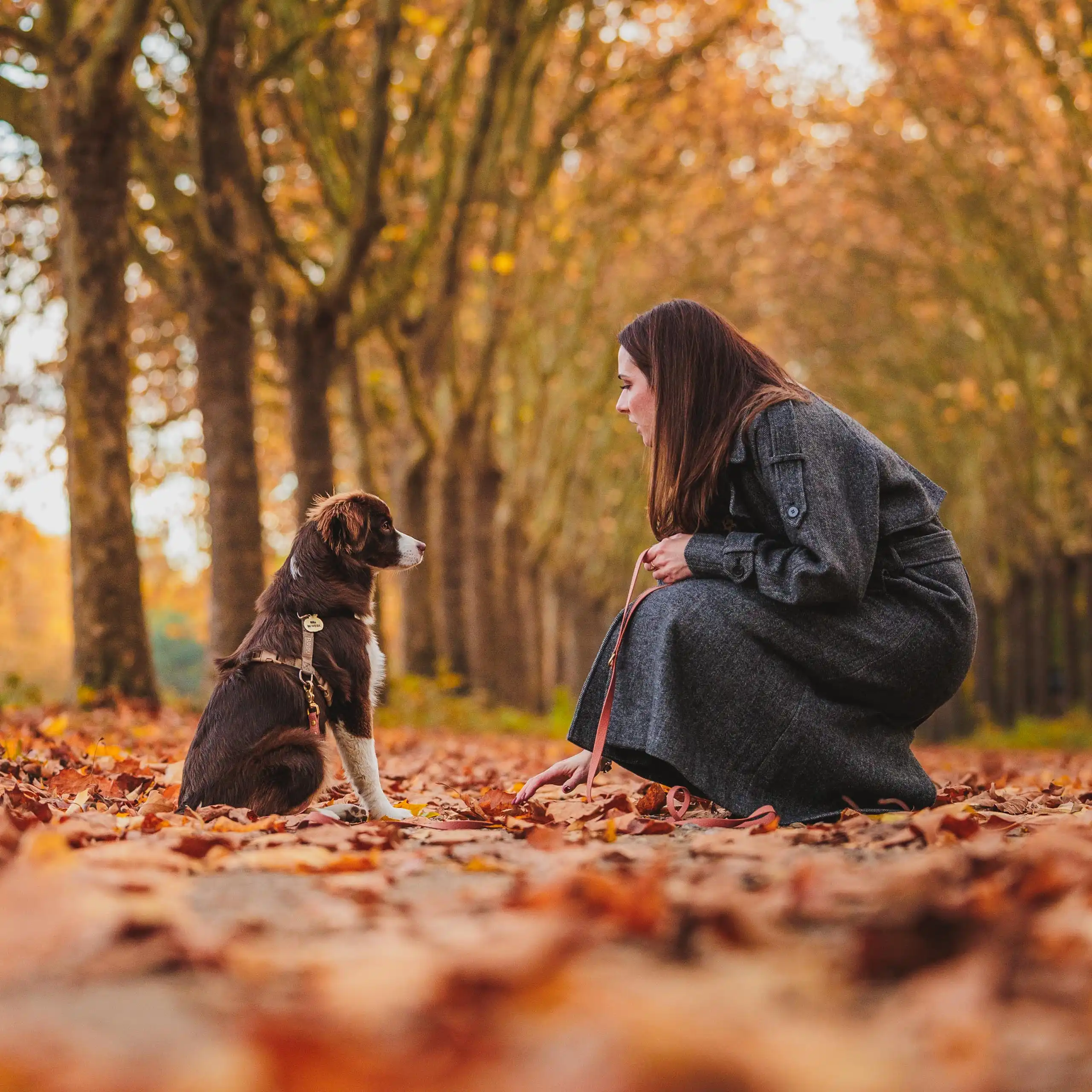 Photo portrait chien humain automne bois vincennes berger americain