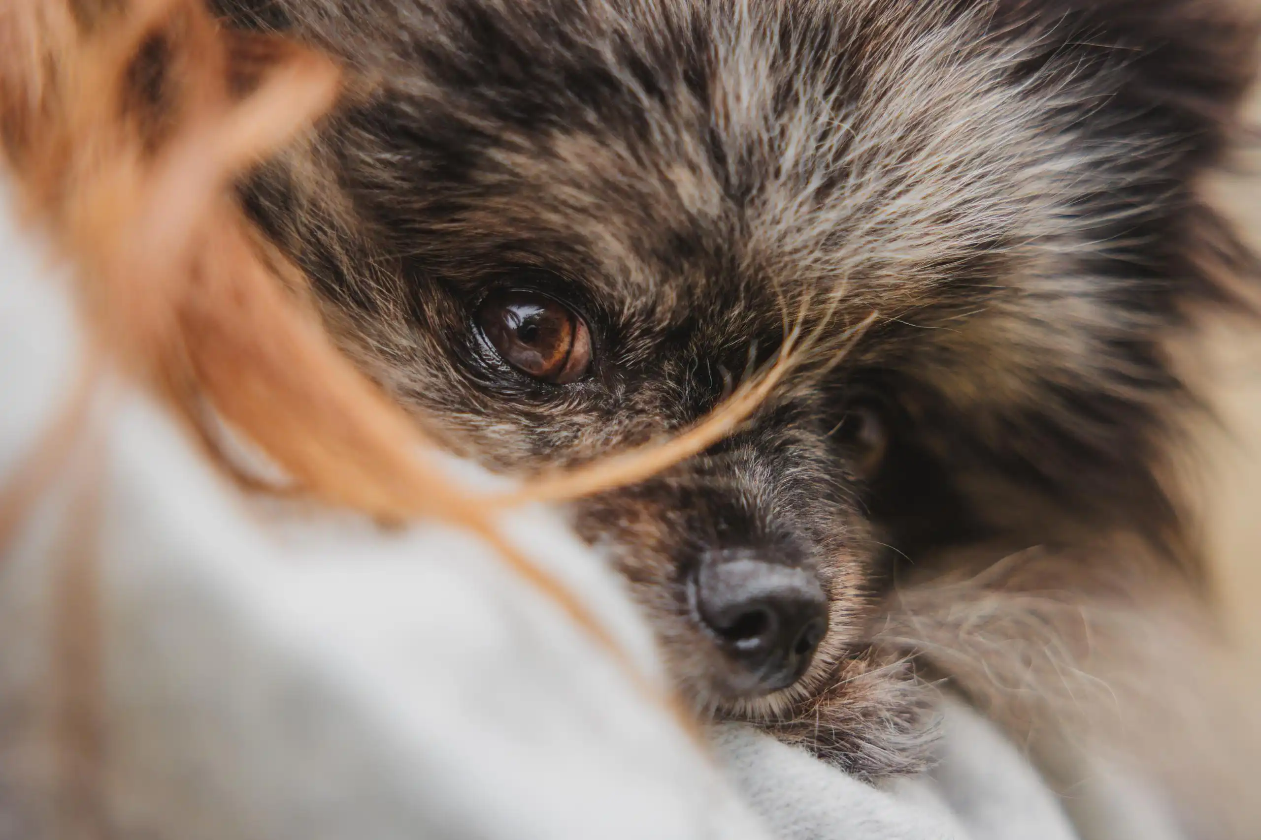 Photo portrait chien exterieur spitz pomeranien gros plan