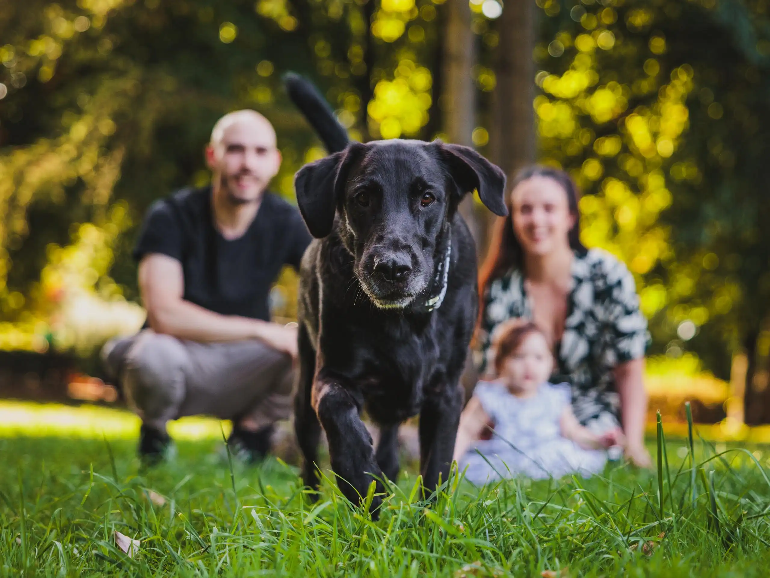Photo portrait chien exterieur parc famille
