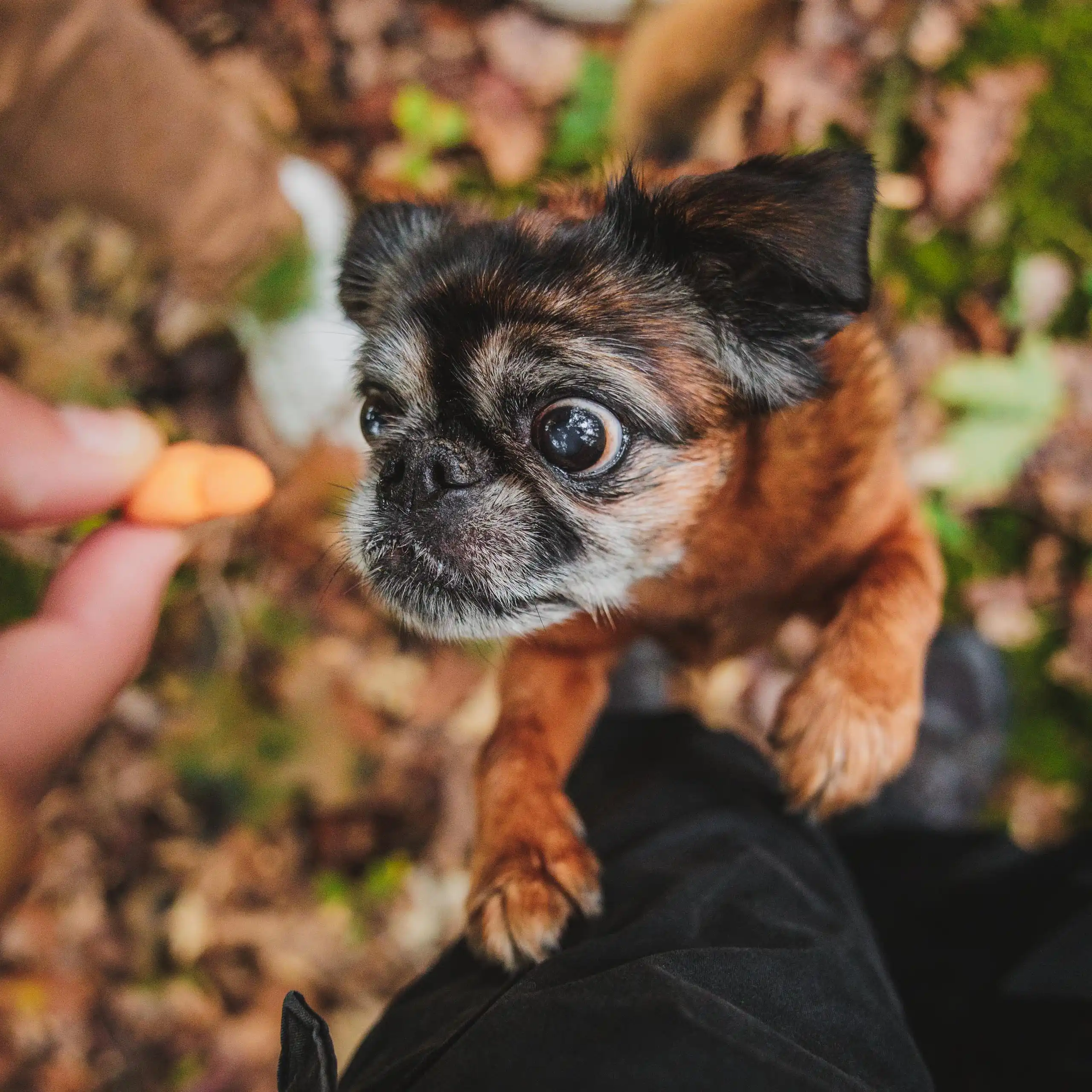 Photo portrait chien exterieur brabancon topshot friandise