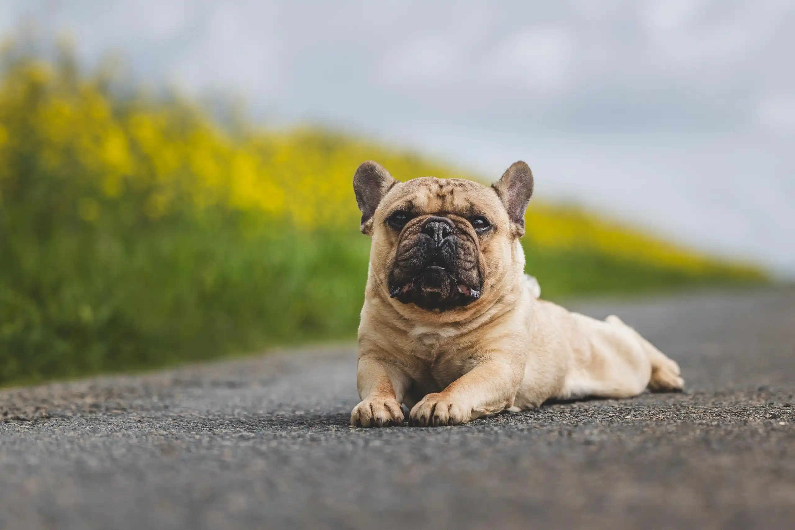 Photo portrait chien exterieur bouledogue francais couche route campagne