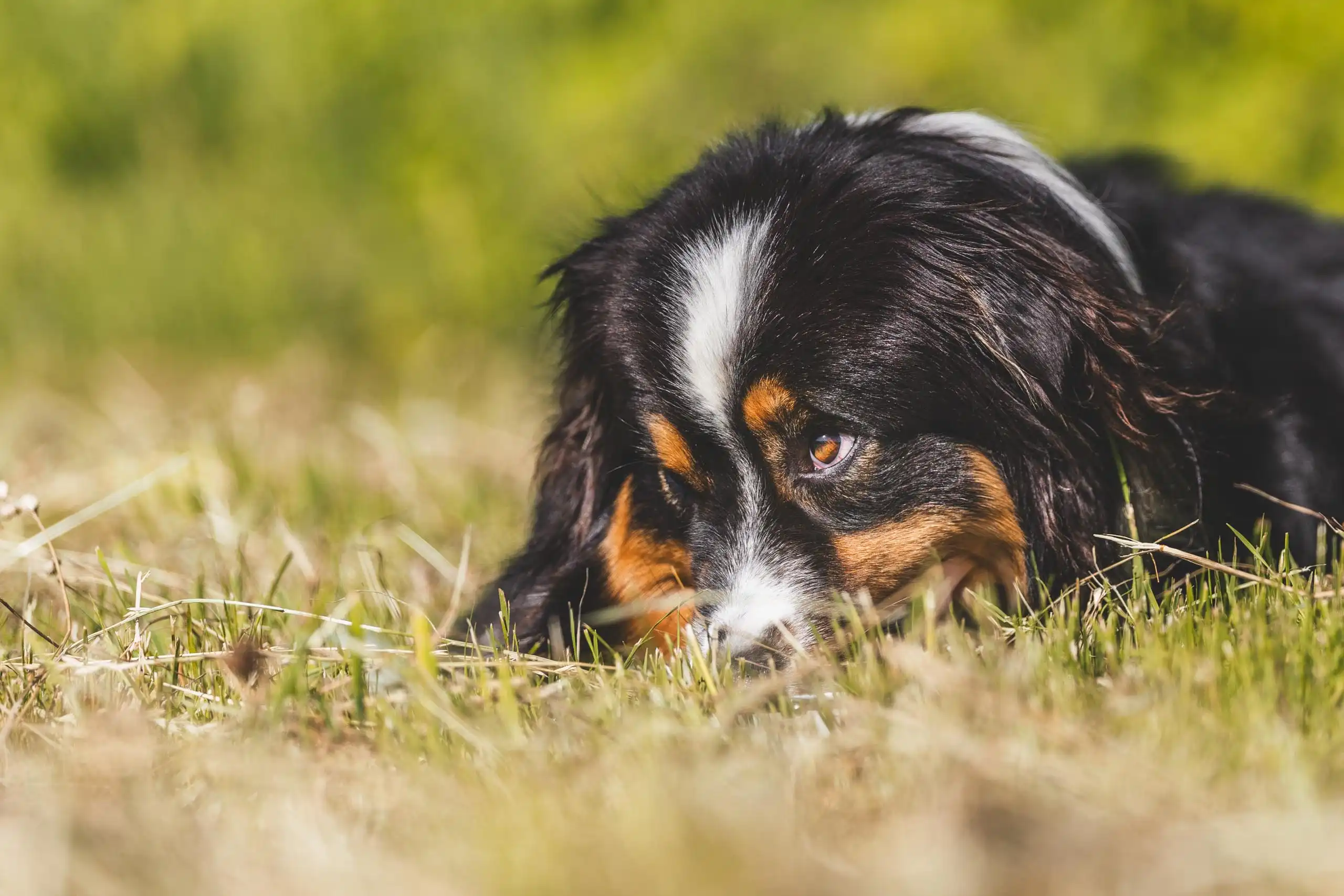 Photo portrait chien exterieur berger australien regard malice