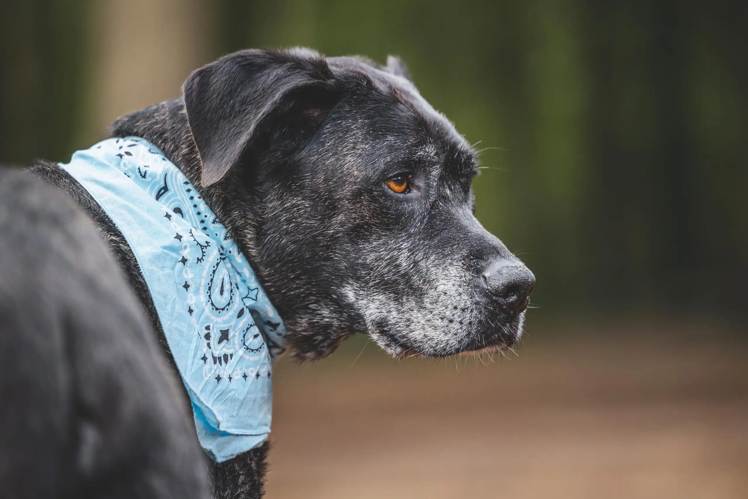 Photo portrait chien exterieur bandana bleu