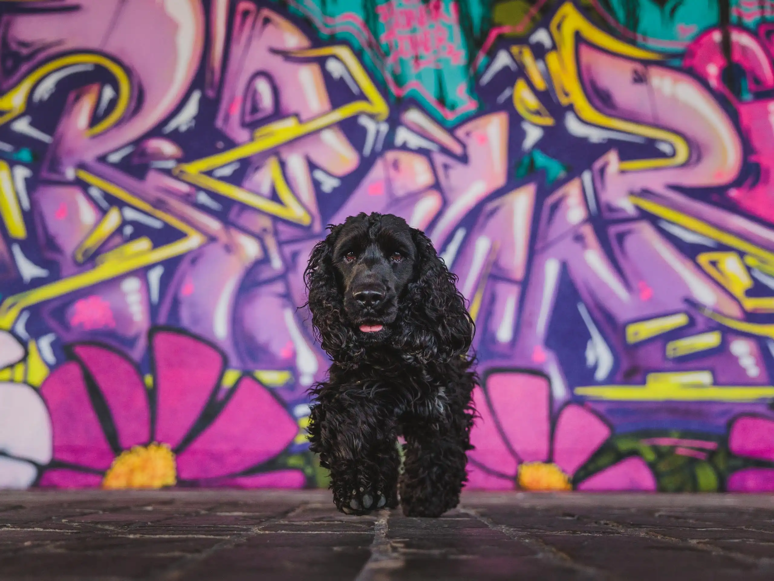 Photo chien exterieur urbain paris graffiti cocker