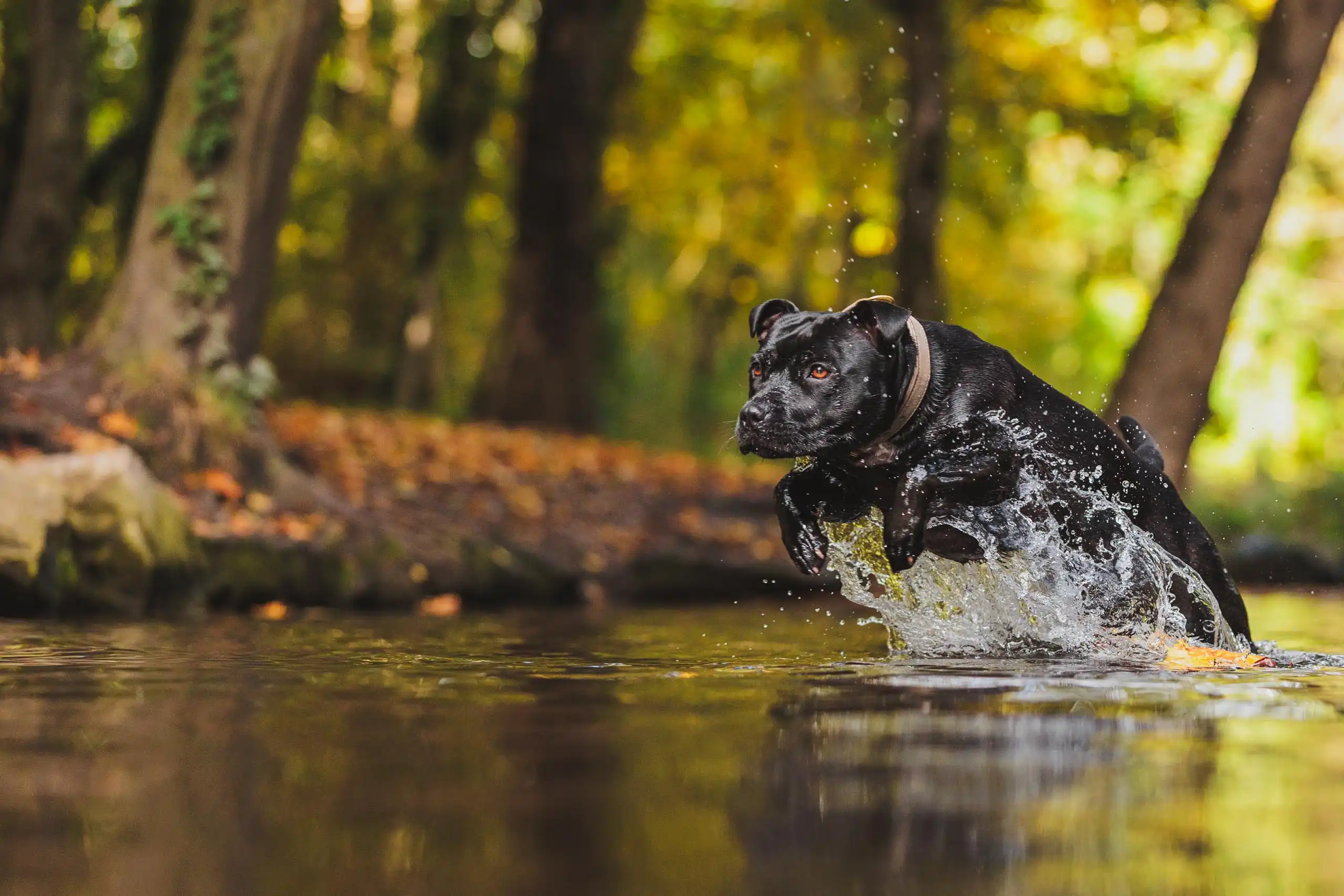 Photo chien action eau staffie bois vincennes saut