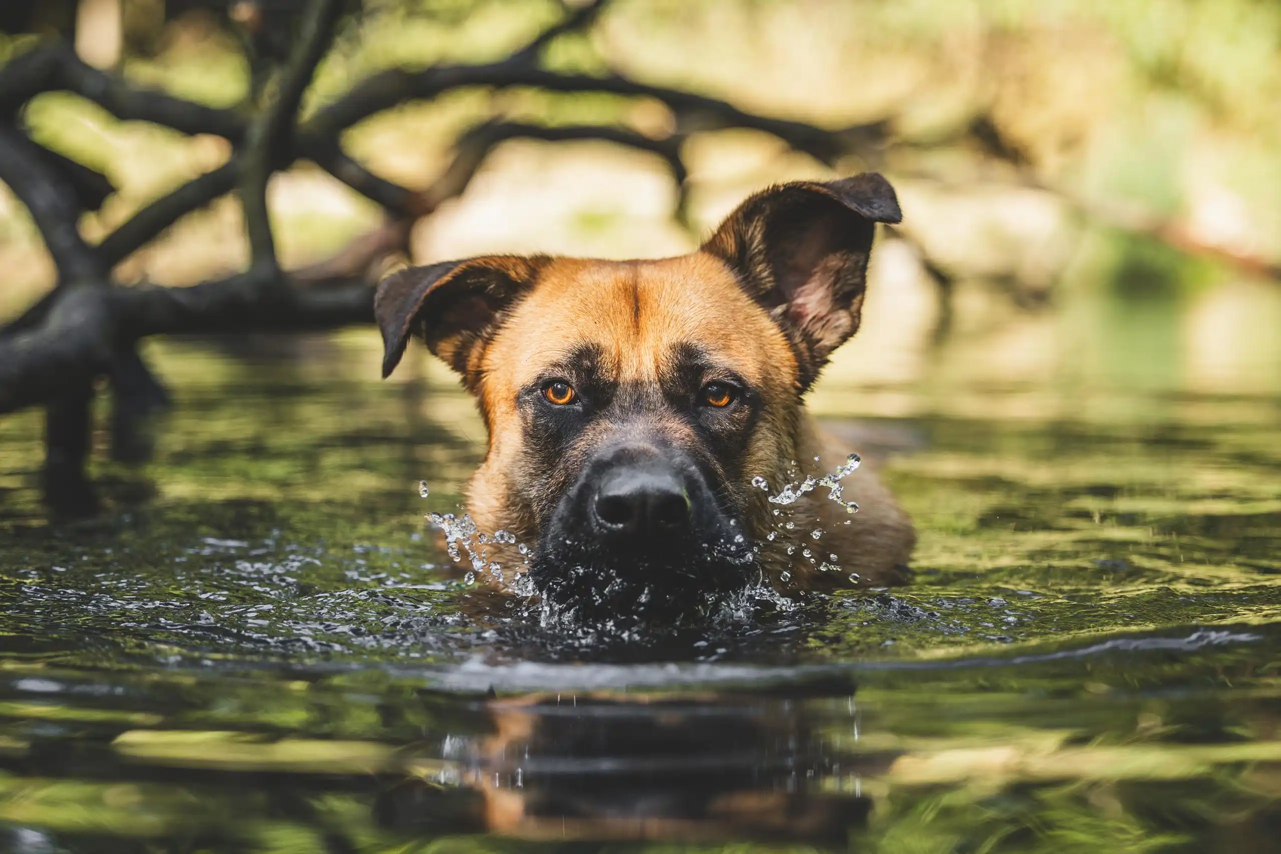 Photo-chien-action-eau-regard