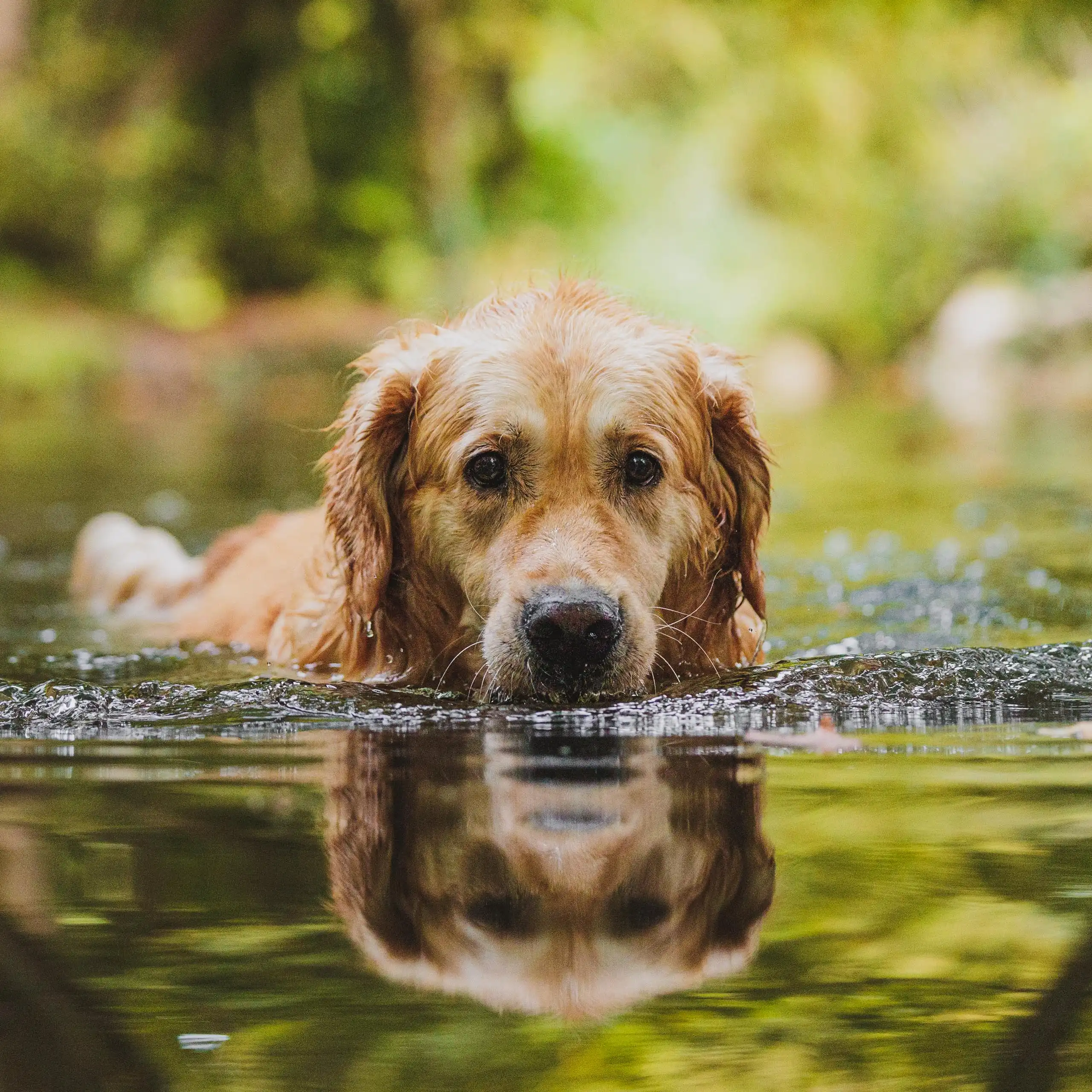 Photo chien action eau golden retriever