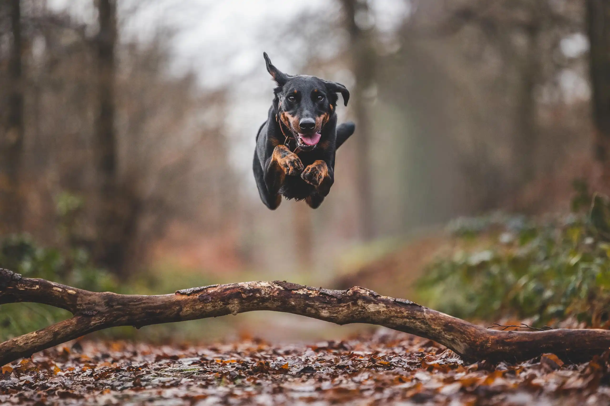 Photo action chien beauceron saut
