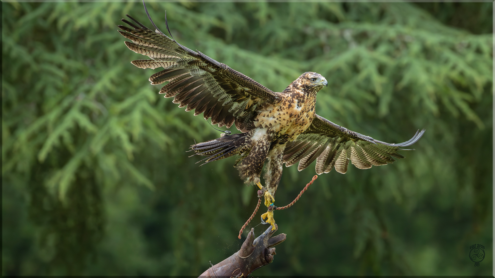 Aigle bleu du chili juvenile gilda 1 1 