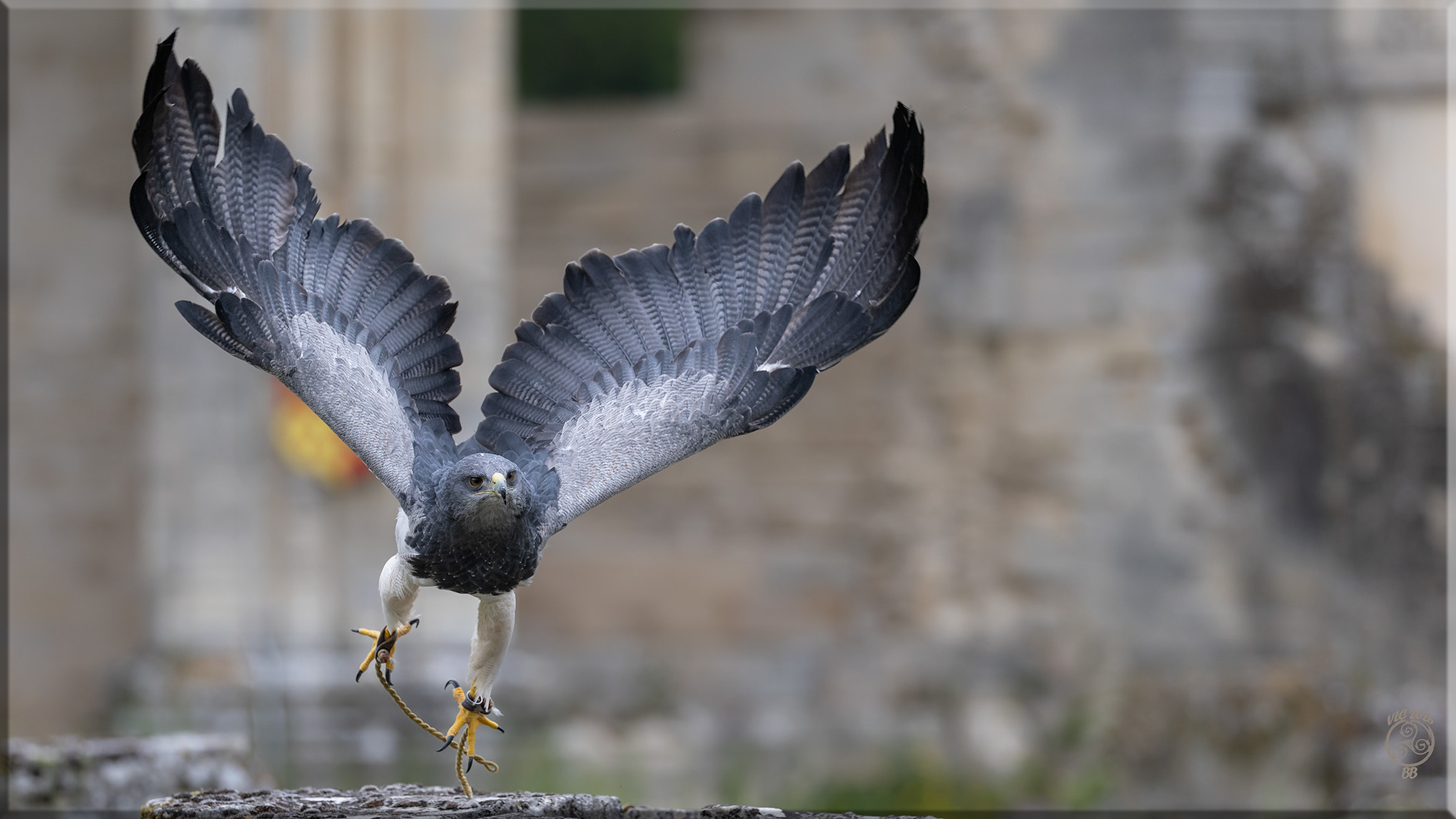 Aigle bleu du chili salma 1