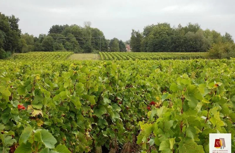 Vignoble-valencay-asso-vins-et-fromages-de-valencay-800x520