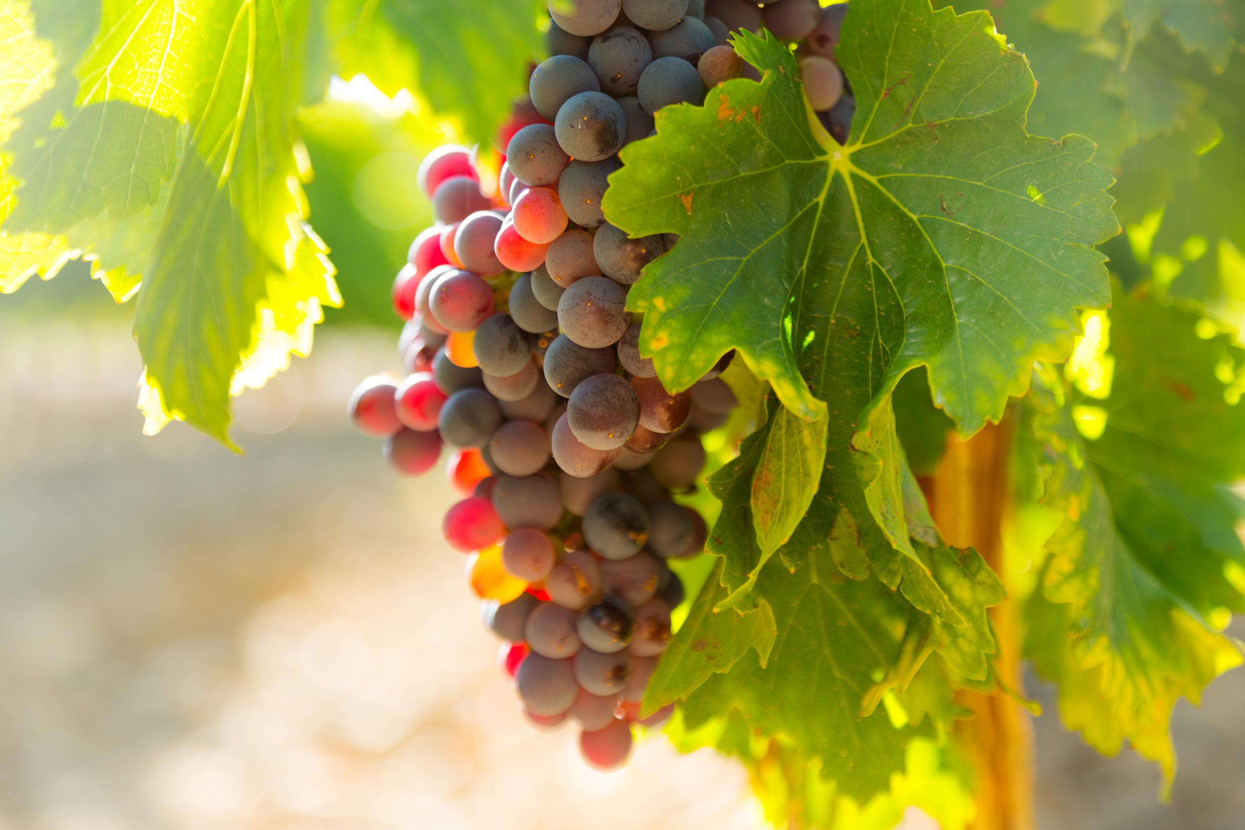 Nos-vignerons-image-par-defaut-vins-de-valencay
