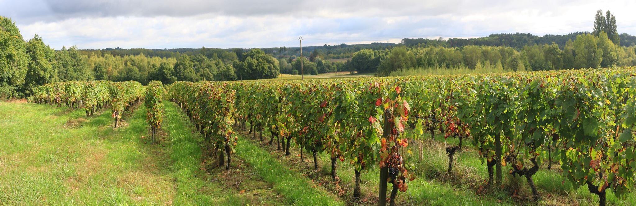 Vignes