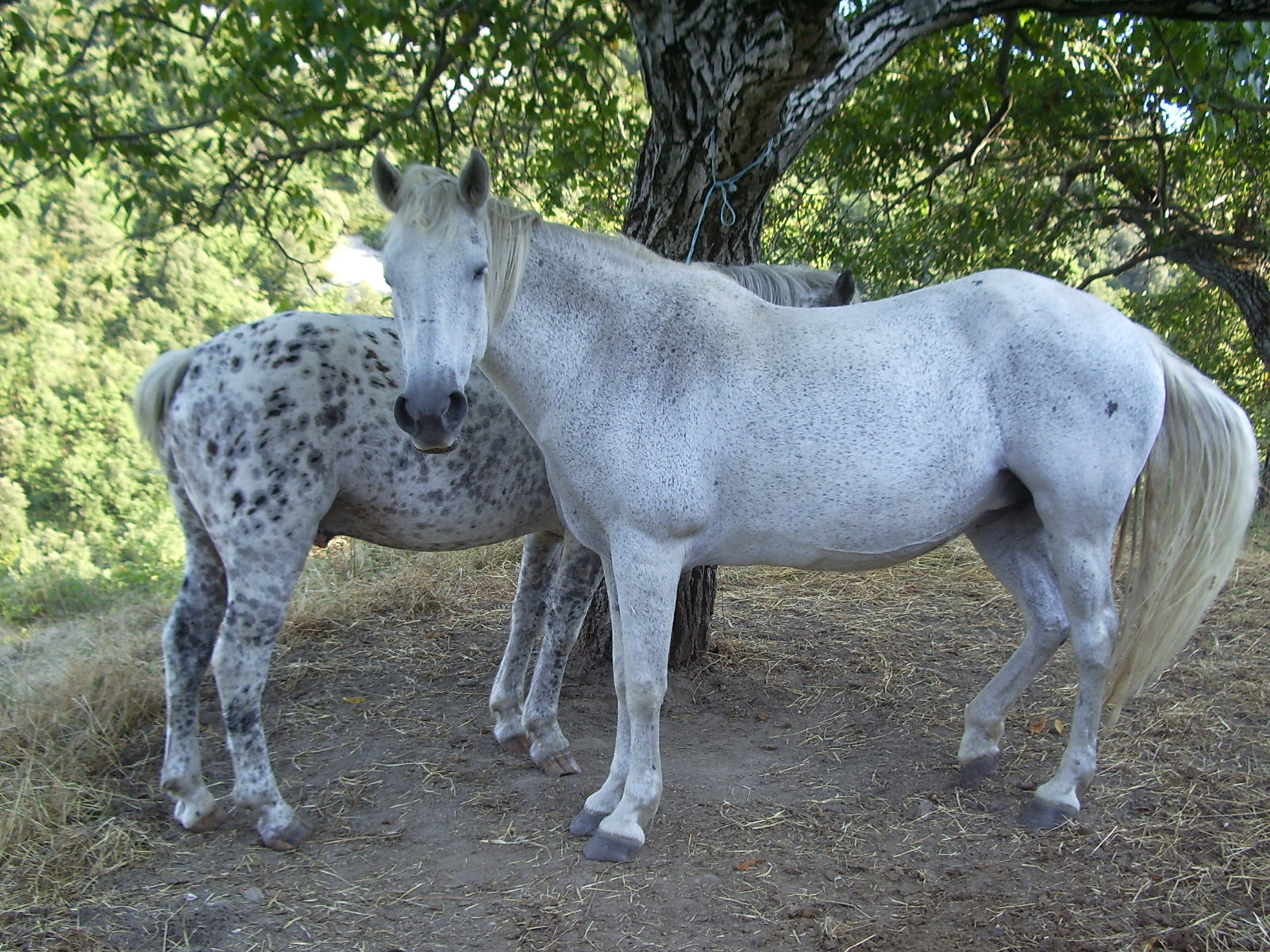 Imgp6371