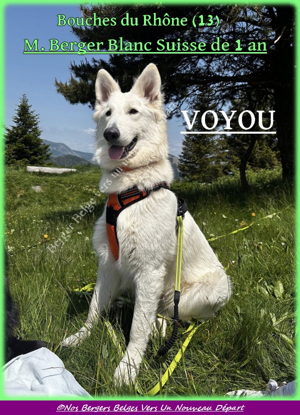 Voyou-1-aubagne-b-b