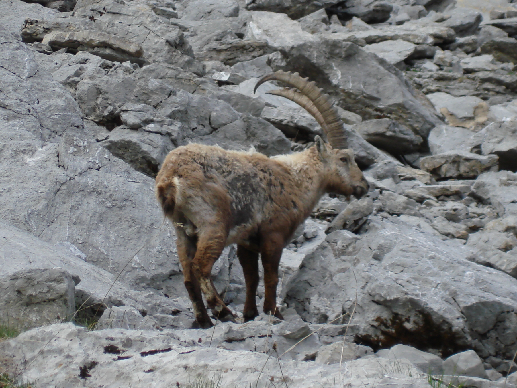 Animaux sauvages suisses / Bouquetin mâle
