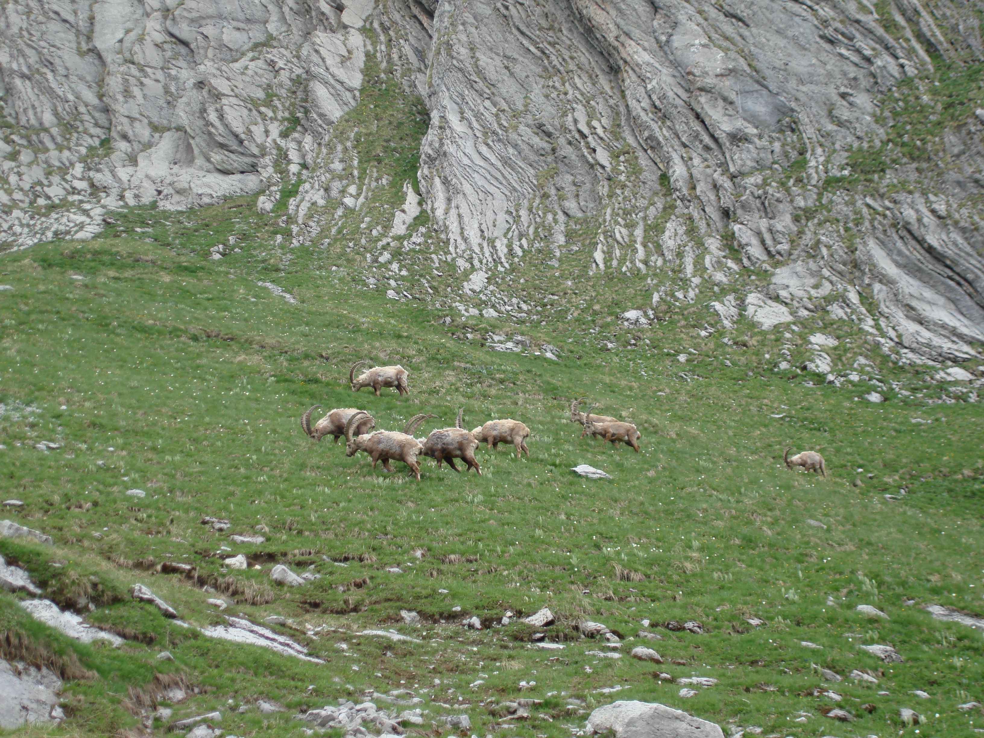 Animaux sauvages suisses / Harde de bouquetins