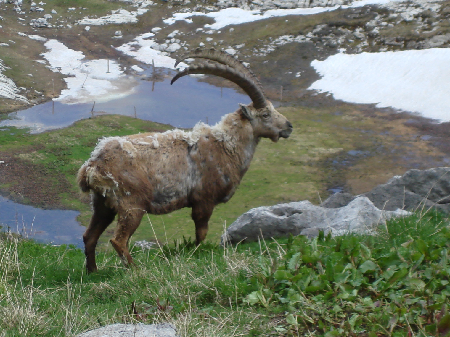 Animaux sauvages suisses /













Bouquetin mâle

