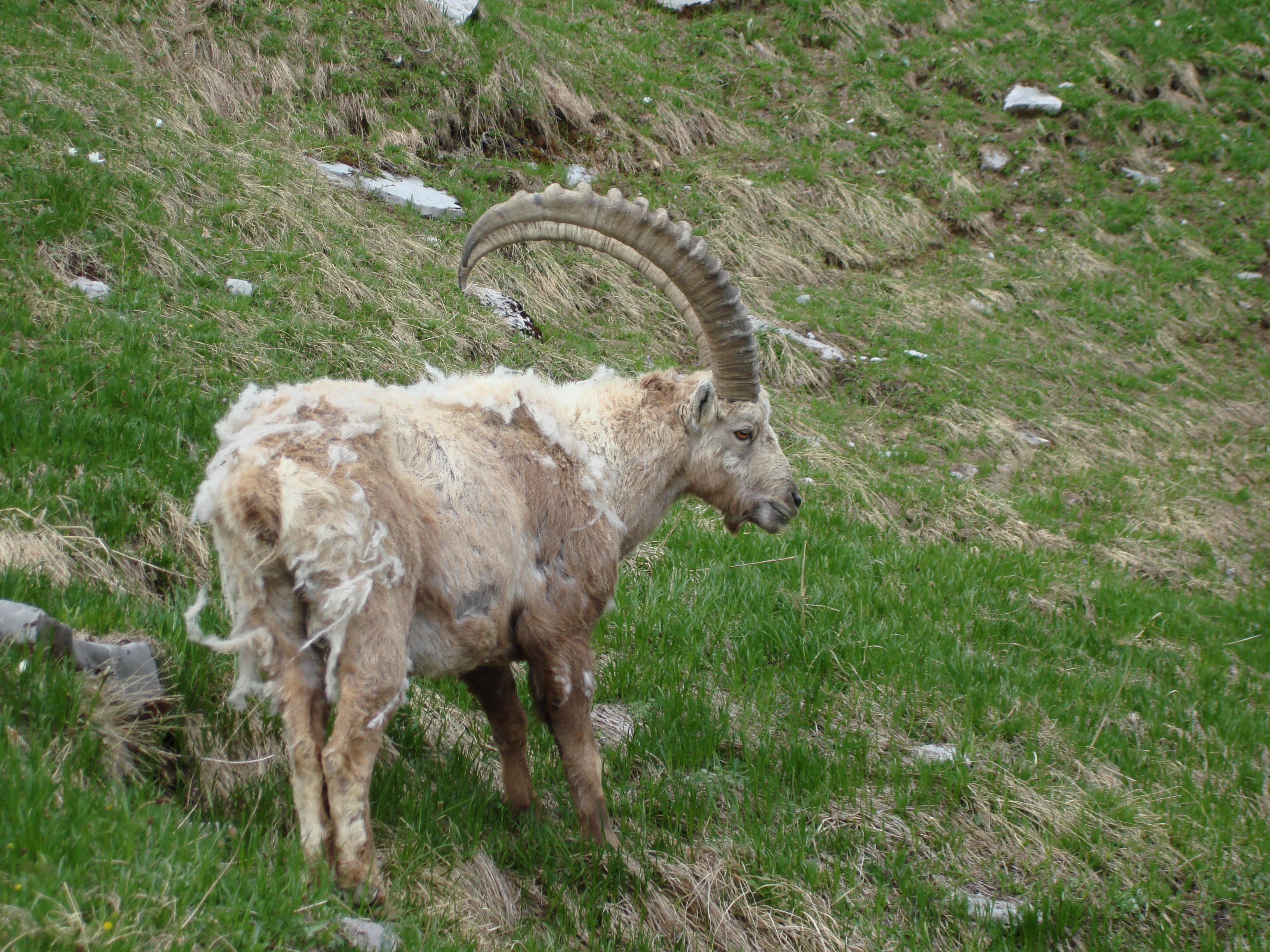 Animaux sauvages suisses / Bouquetin mâle
